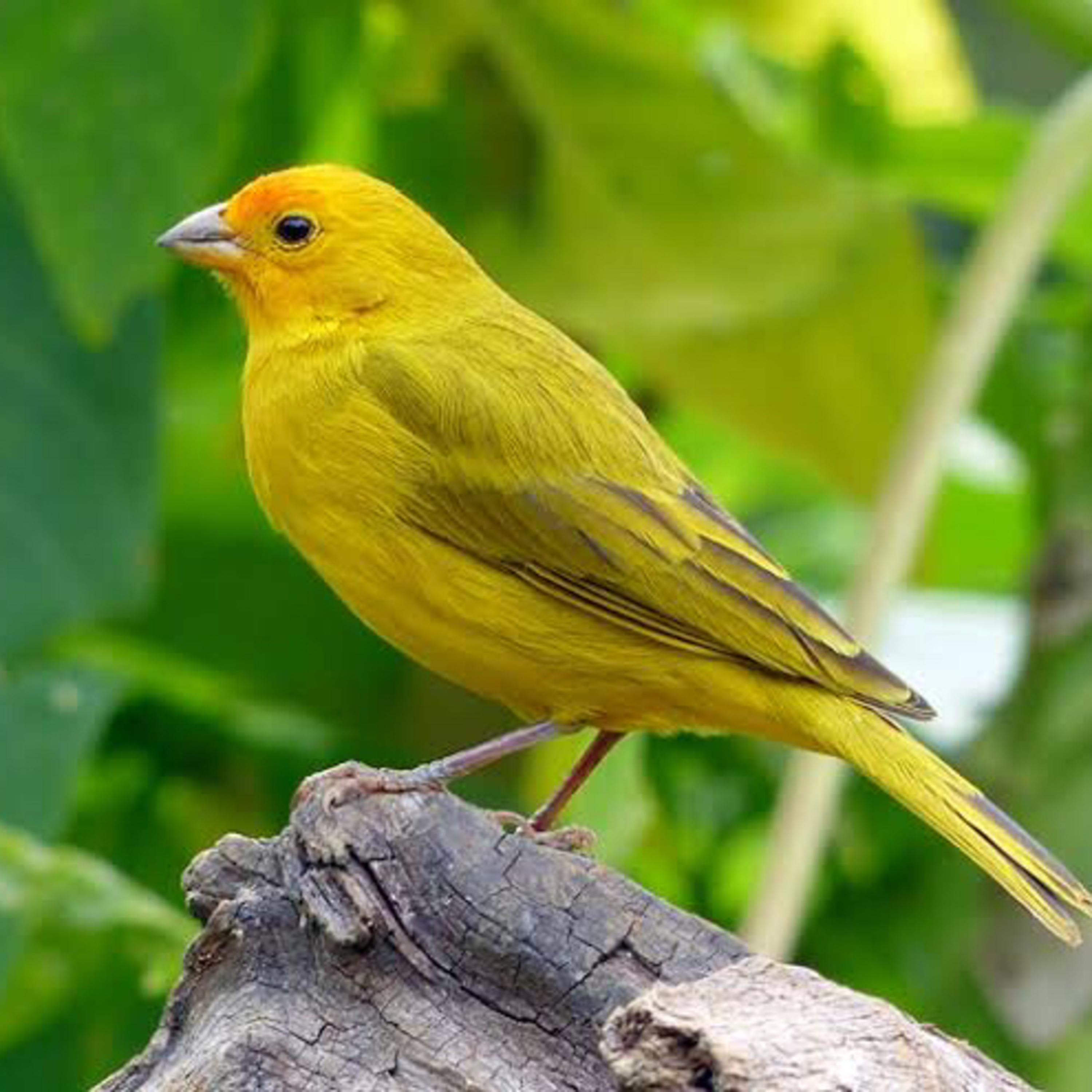 White noises Birds from Brazil.