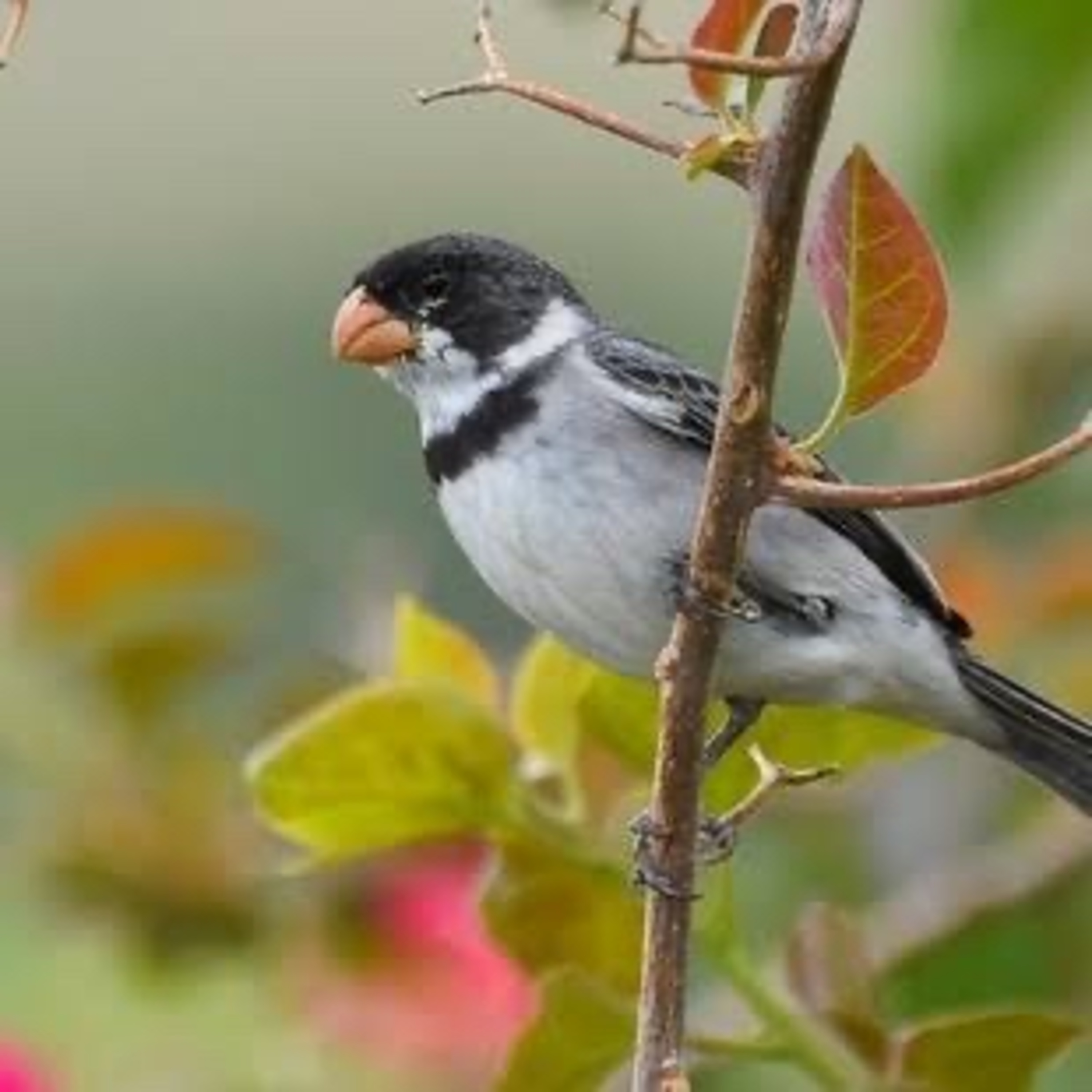 White noises Birds from Brazil.