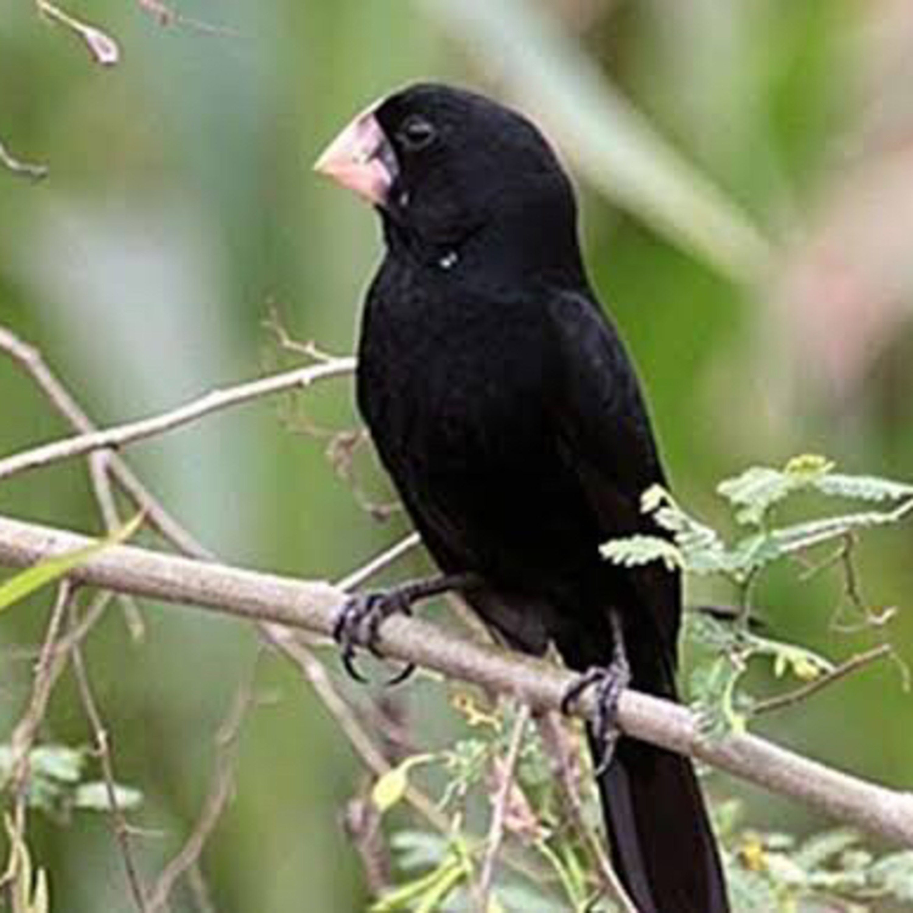 White noises Birds from Brazil.