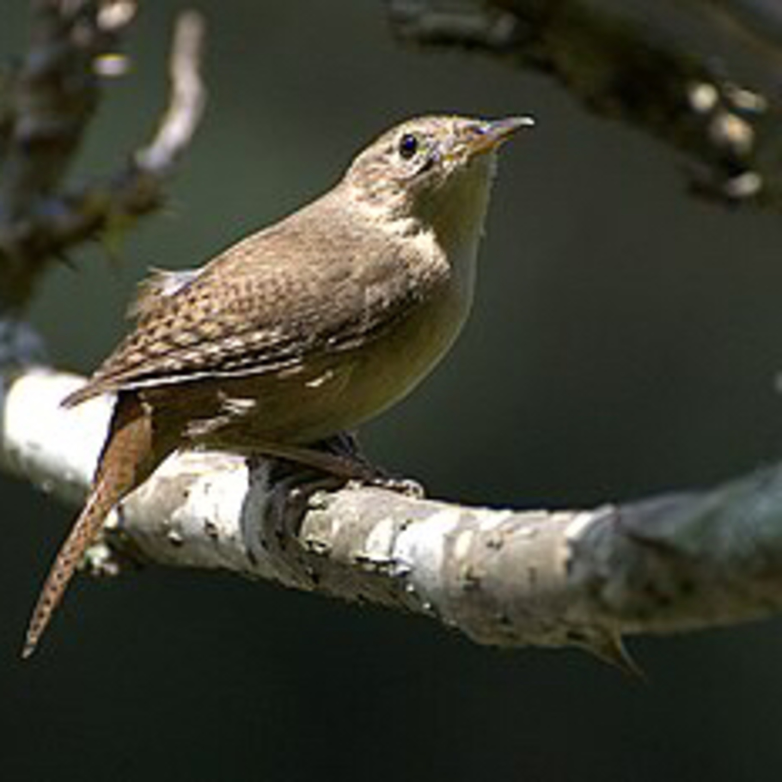 White noises Birds from Brazil.
