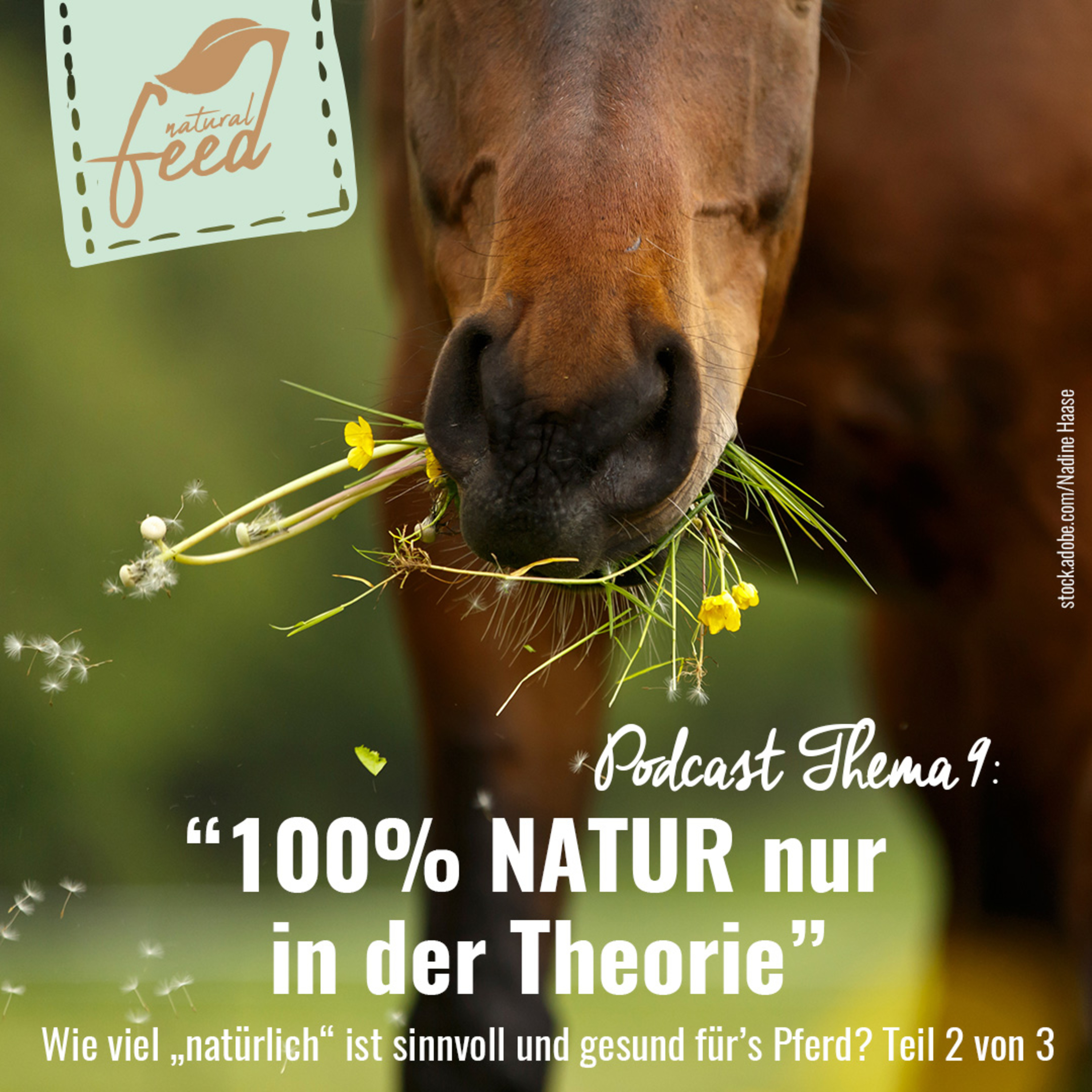 Die richtige Fütterung rund um Pferd und Hund