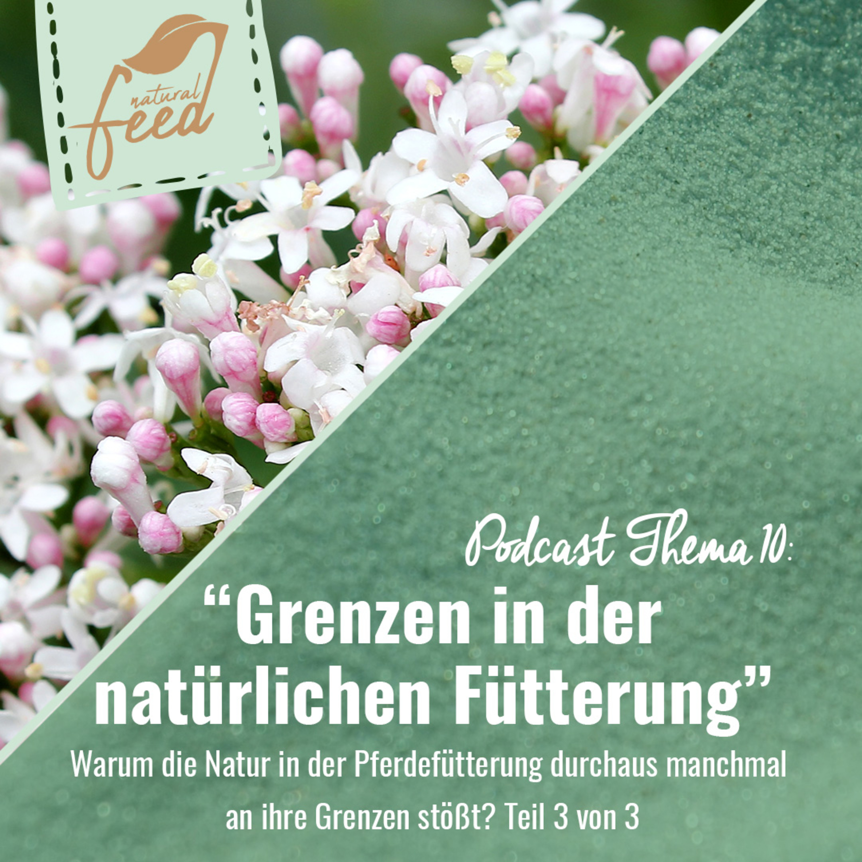 Die richtige Fütterung rund um Pferd und Hund