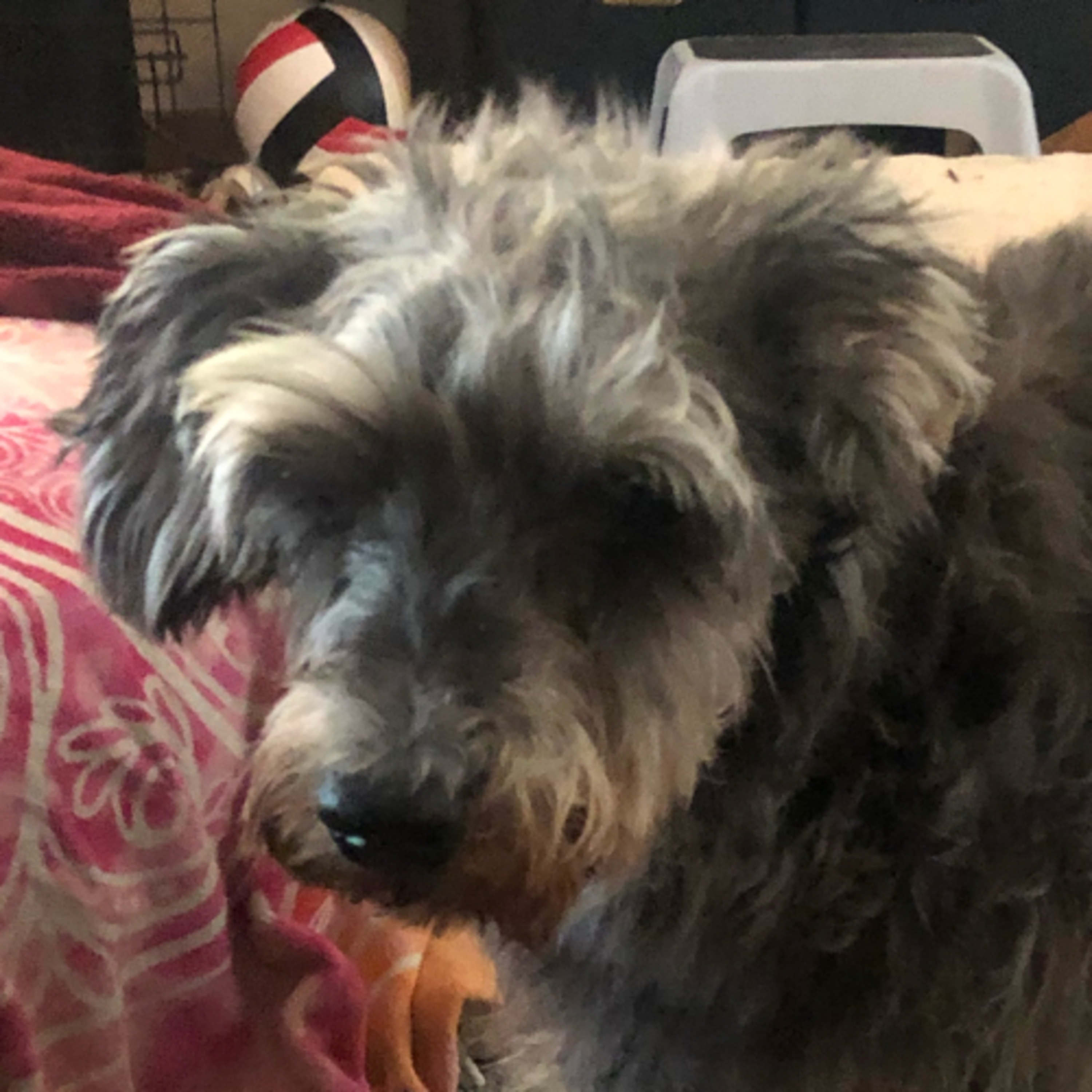 The Shabbats are keeping us sane ..I promise I will get back ..Fritz our schnauzer is 16 yrs young  episode artwork