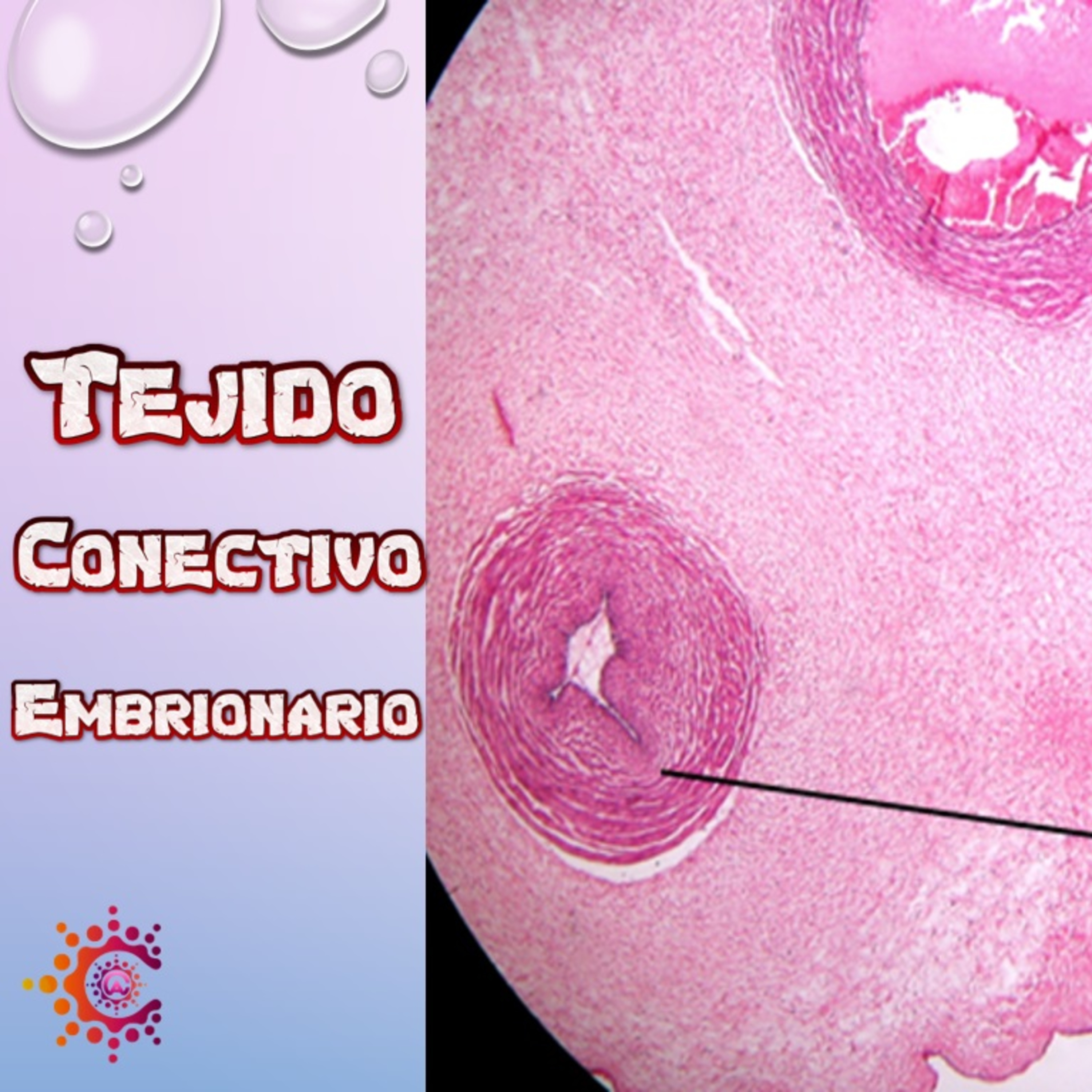 Conocimiento Autónomo