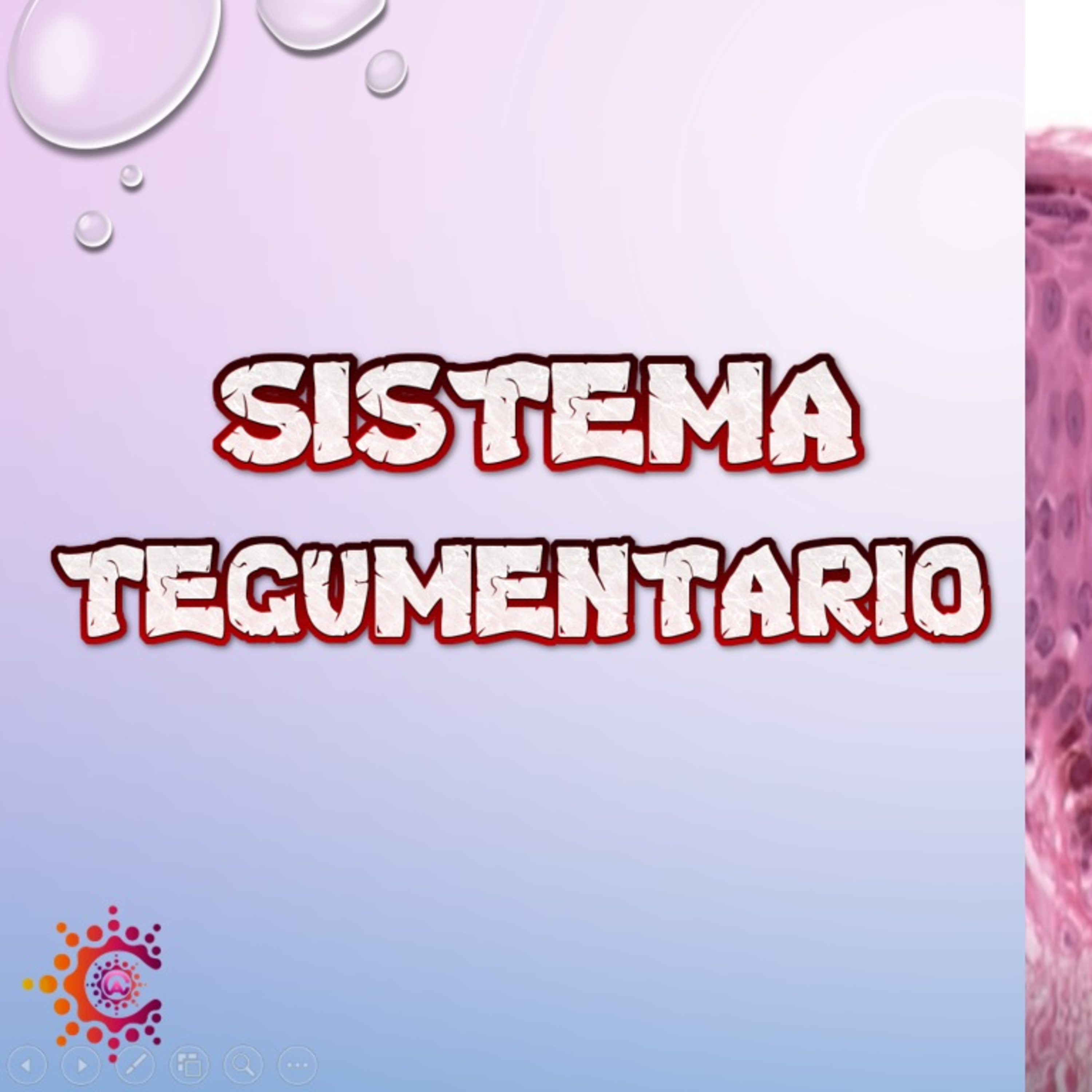 Conocimiento Autónomo