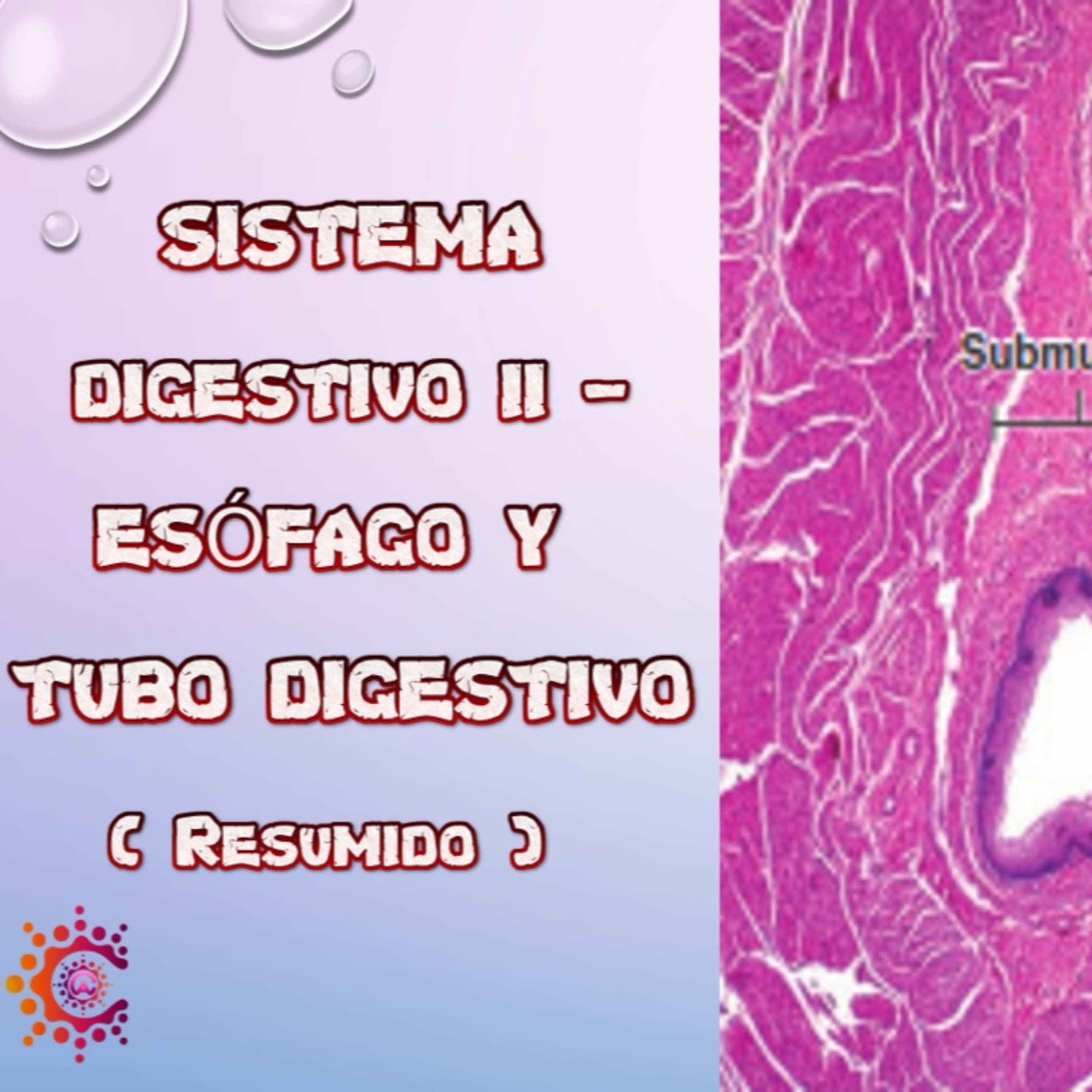 Conocimiento Autónomo