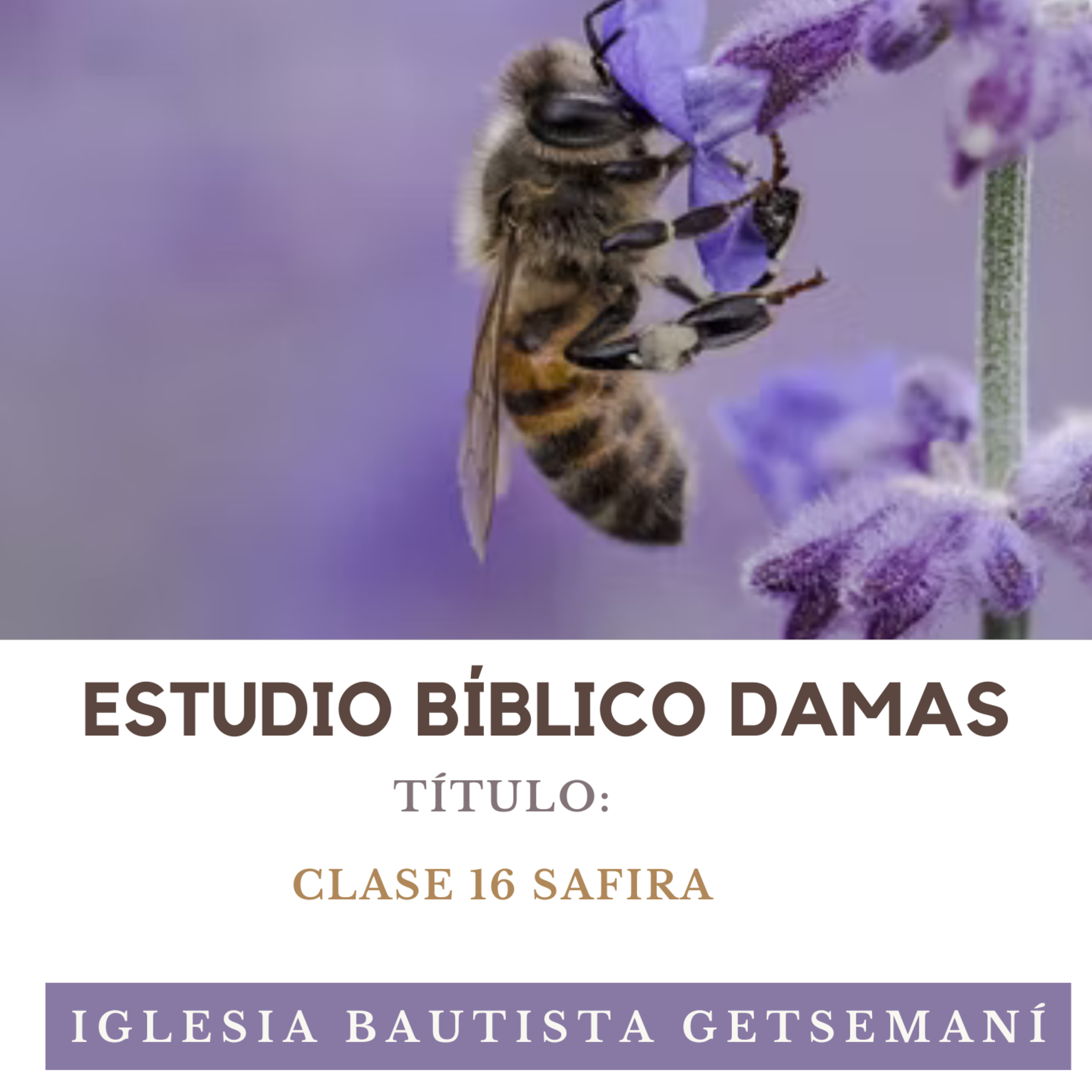 (16) Damas Getsemaní SAFIRA episode artwork