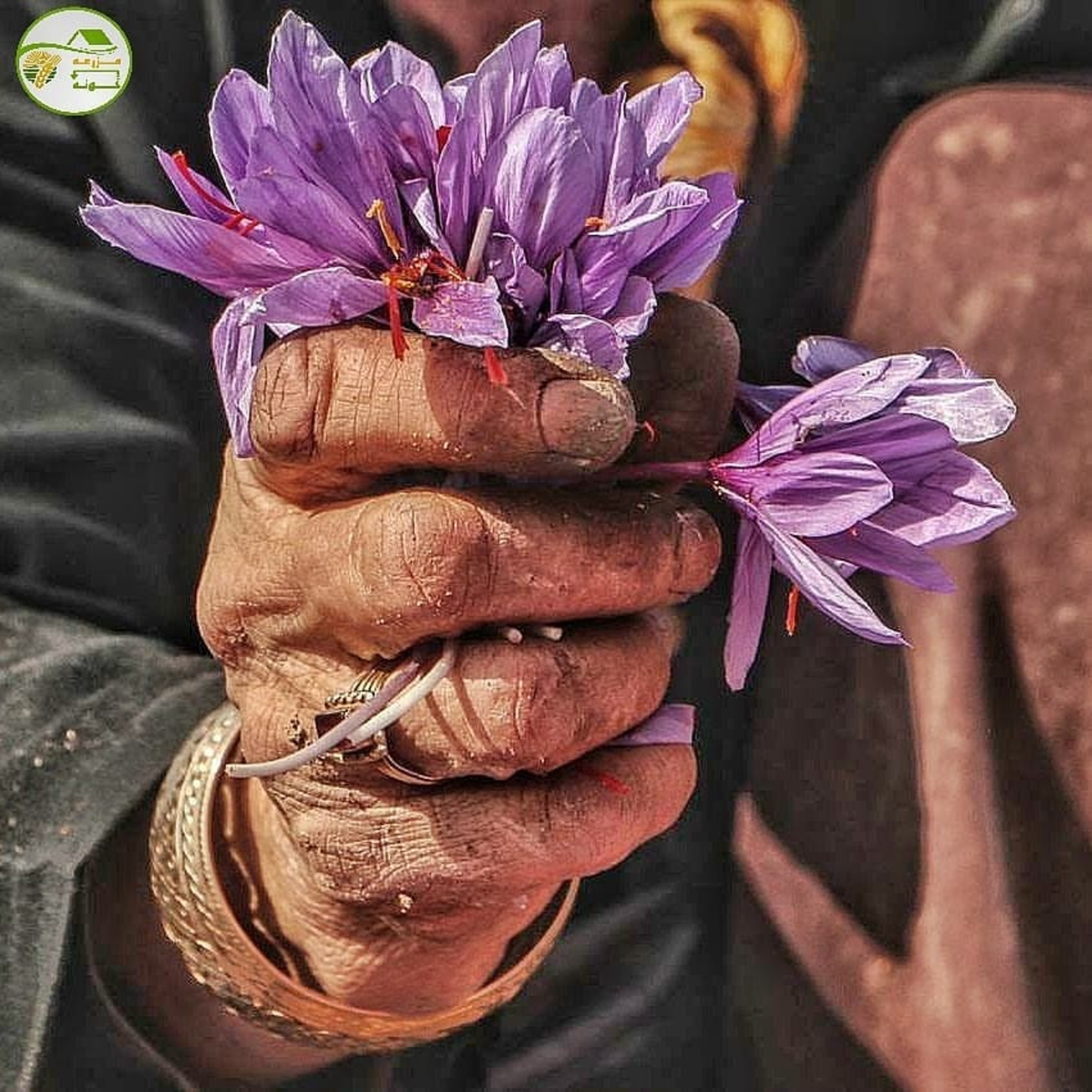 کاور صادرات زعفران فله ممنوع شده است