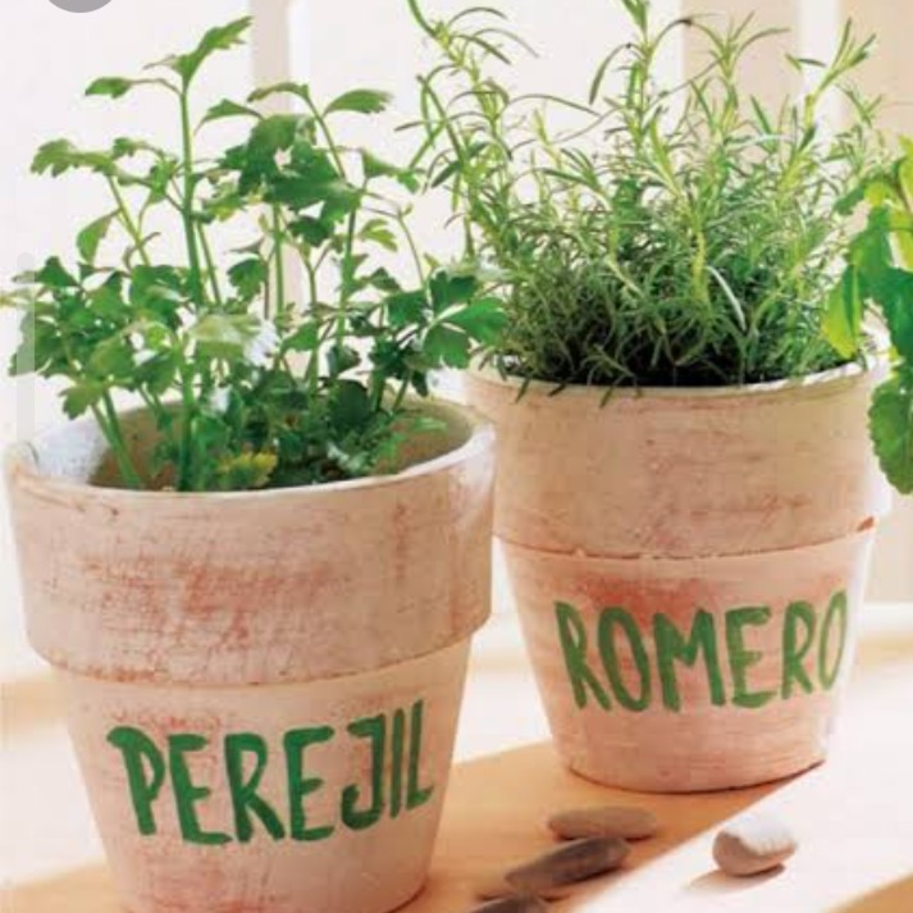 Ponis y Unicornios Radio. Plantas aromáticas 