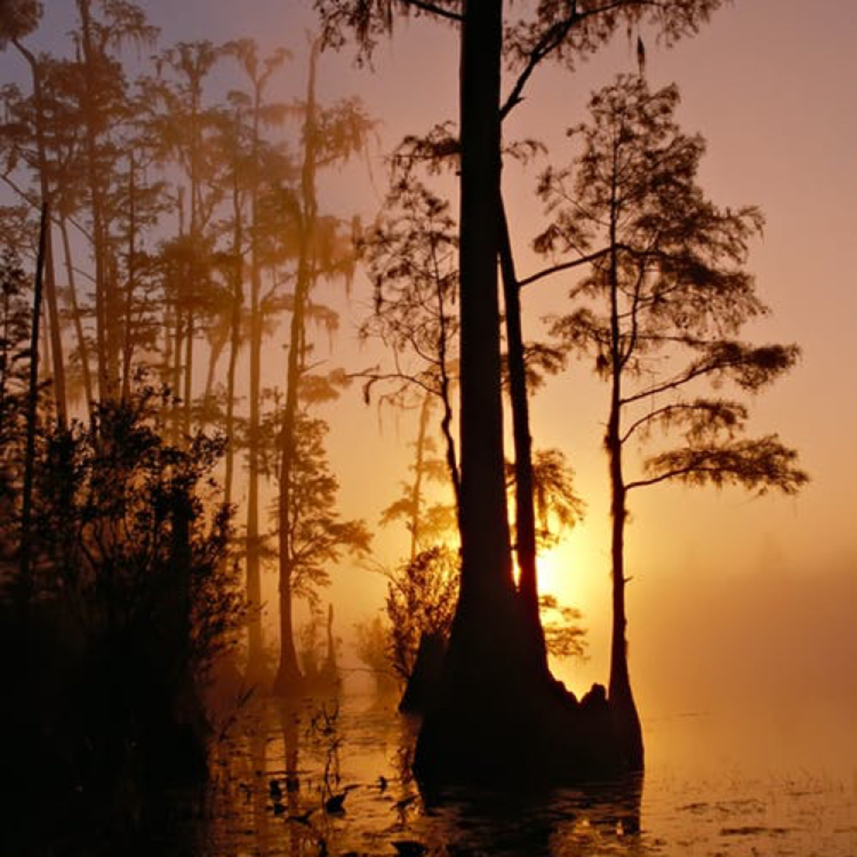 Everglades  episode artwork