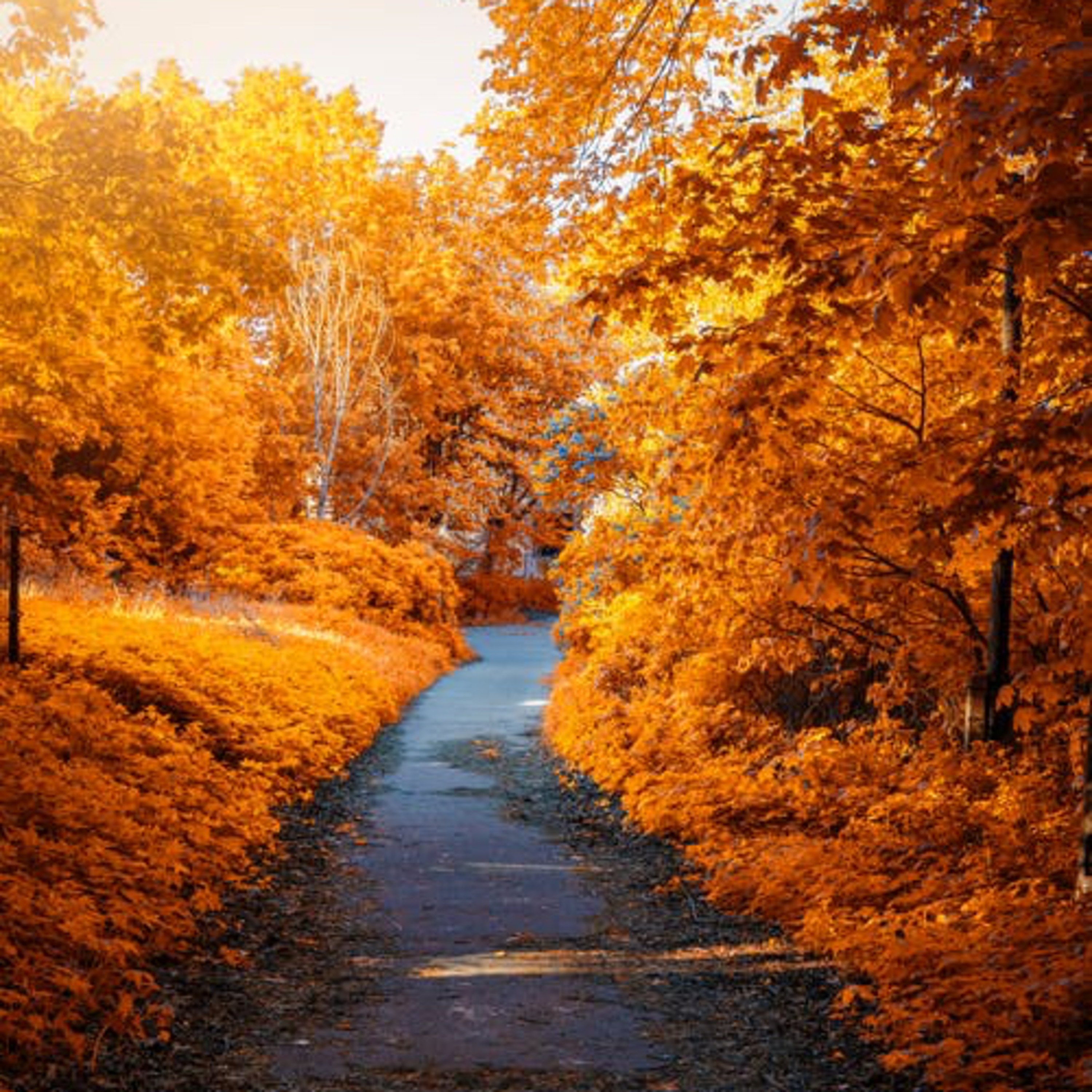Autumn Walk episode artwork