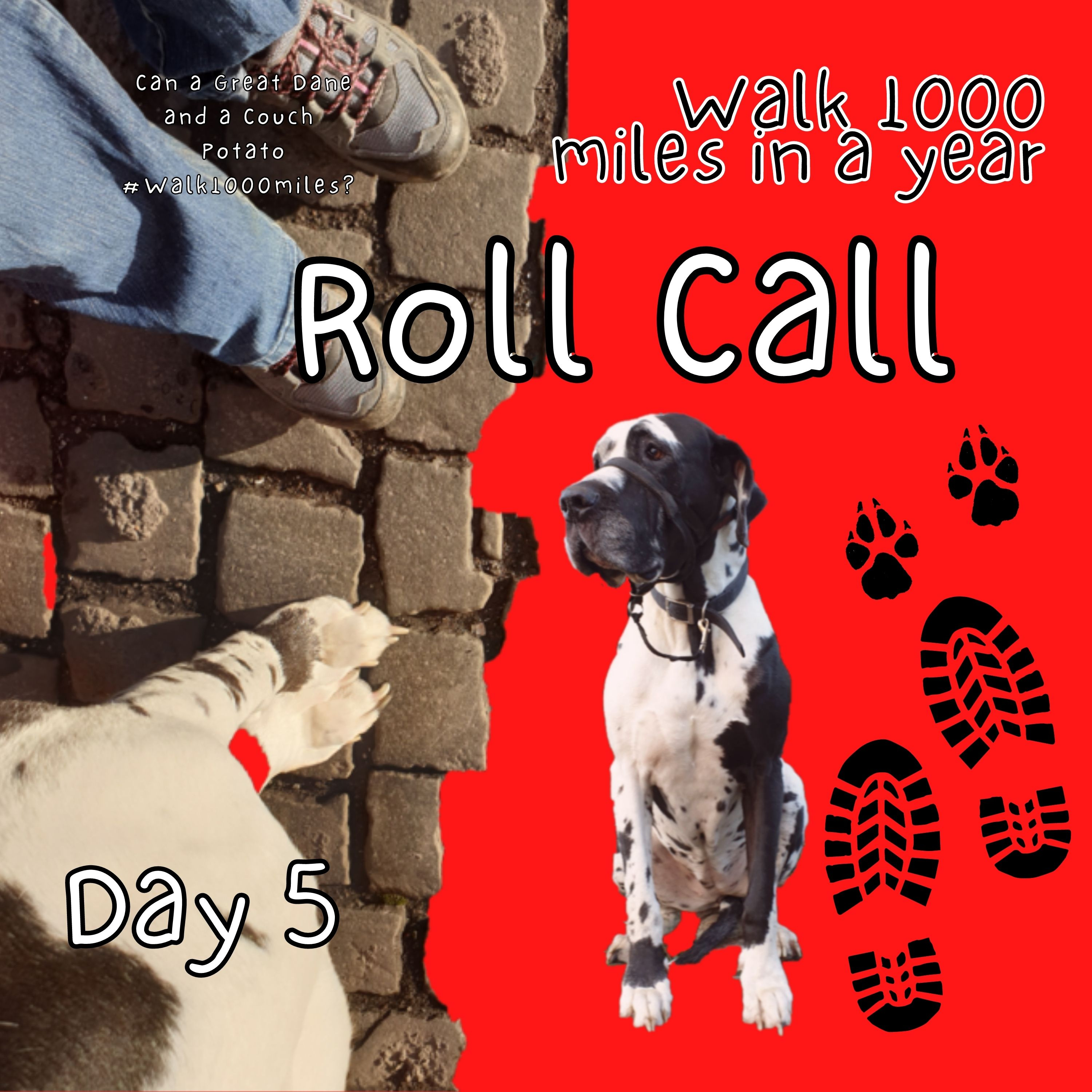 Walk 1000 miles a Year; Can a Great Dane and a Couch Potato #walk1000miles 2021?