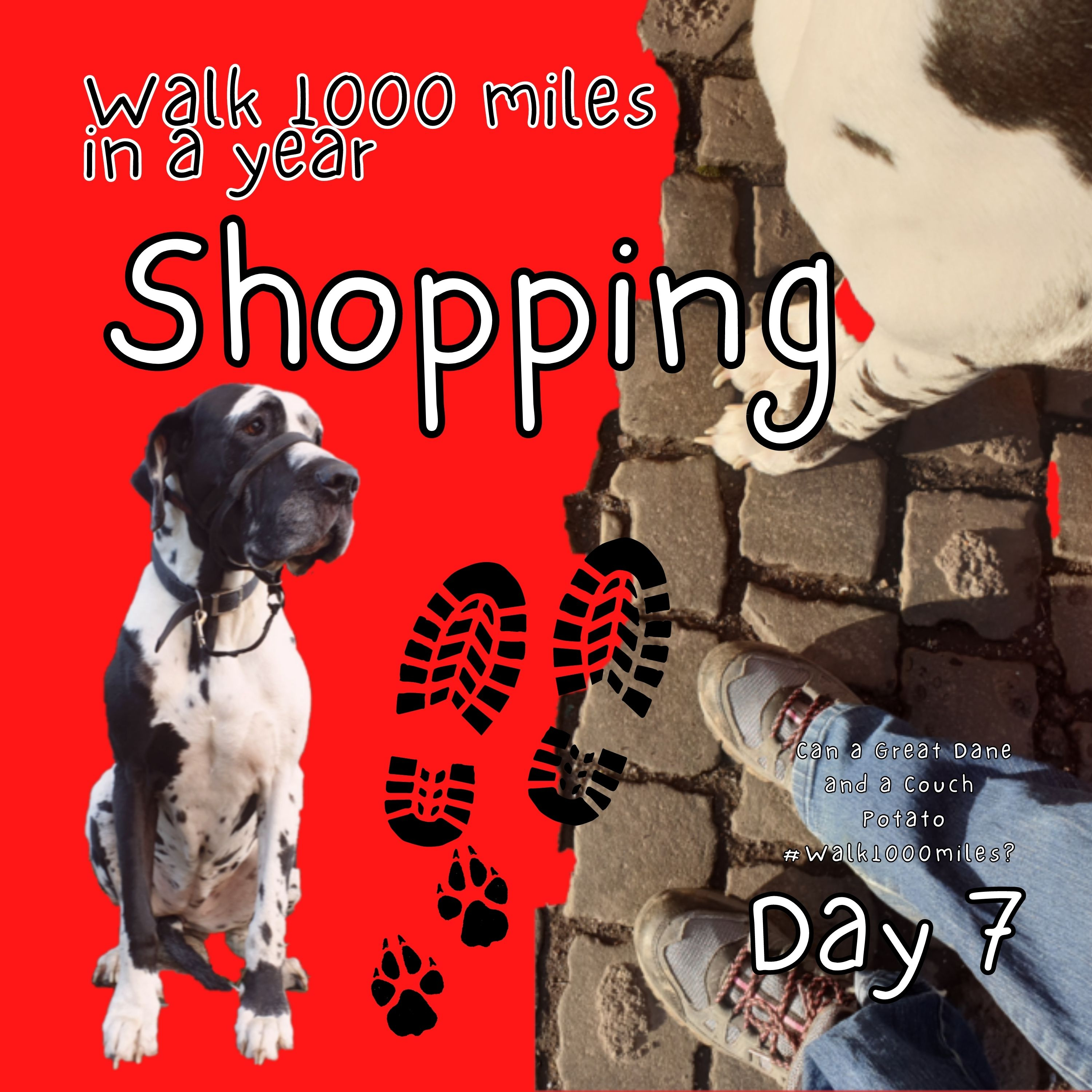 Walk 1000 miles a Year; Can a Great Dane and a Couch Potato #walk1000miles 2021?