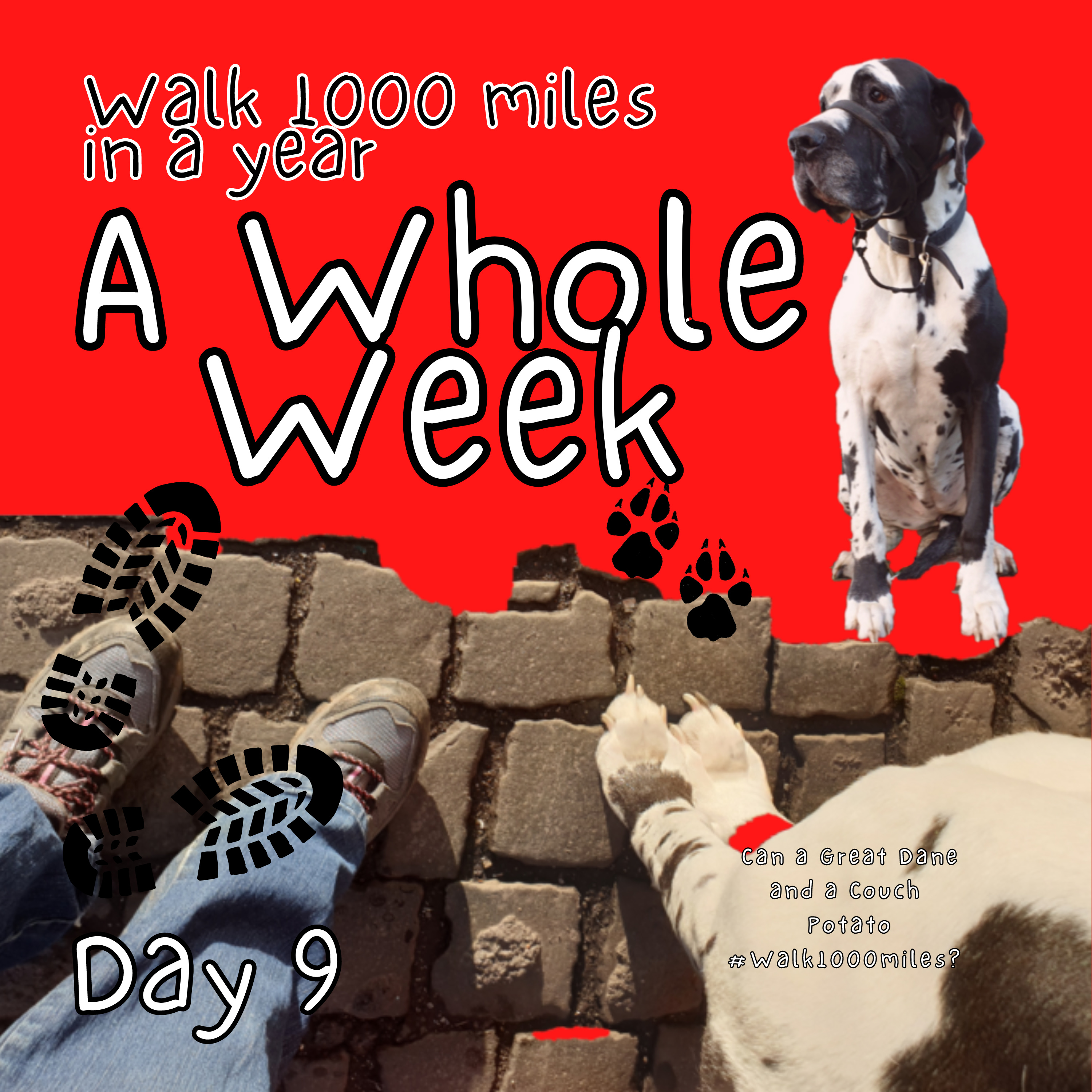Walk 1000 miles a Year; Can a Great Dane and a Couch Potato #walk1000miles 2021?