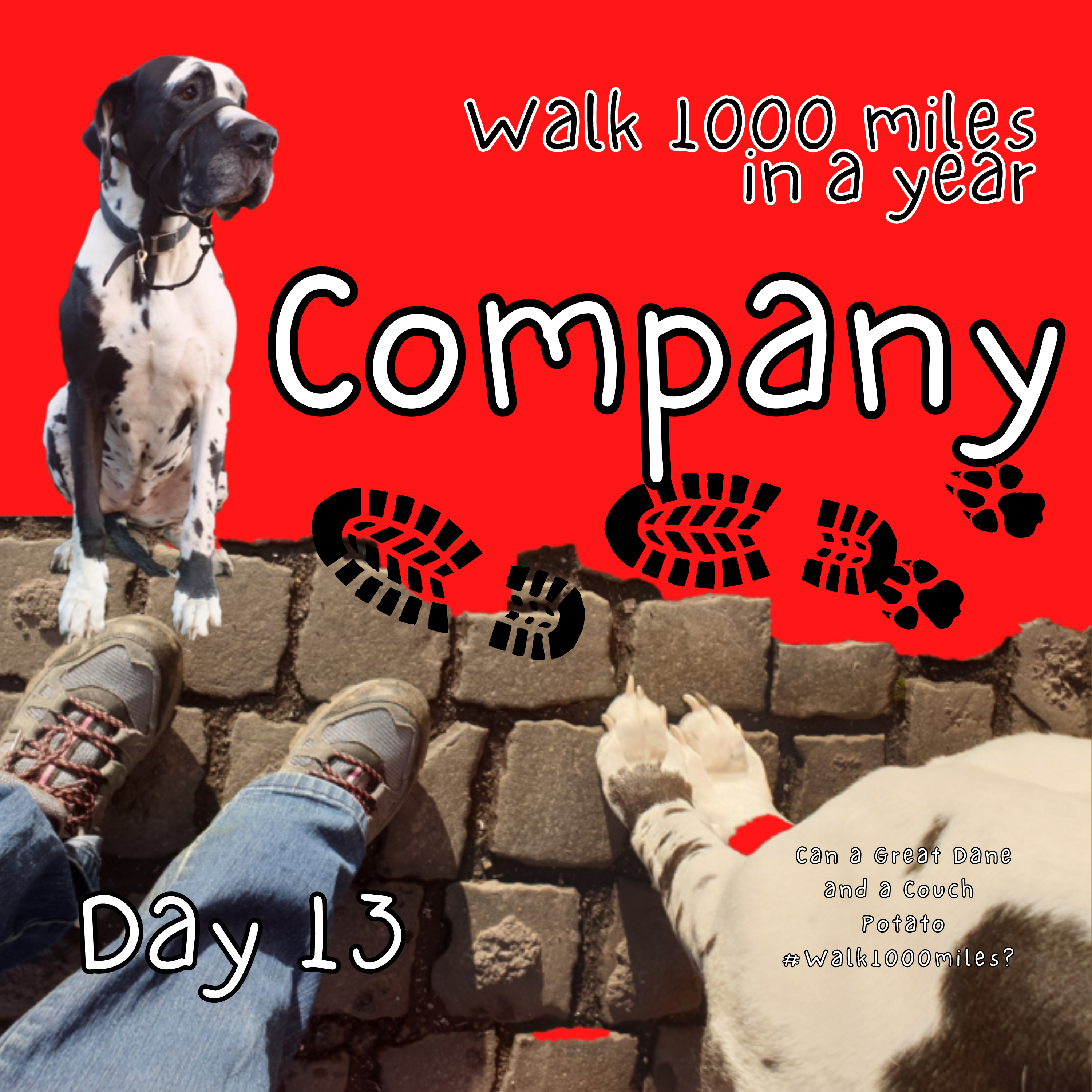 Walk 1000 miles a Year; Can a Great Dane and a Couch Potato #walk1000miles 2021?