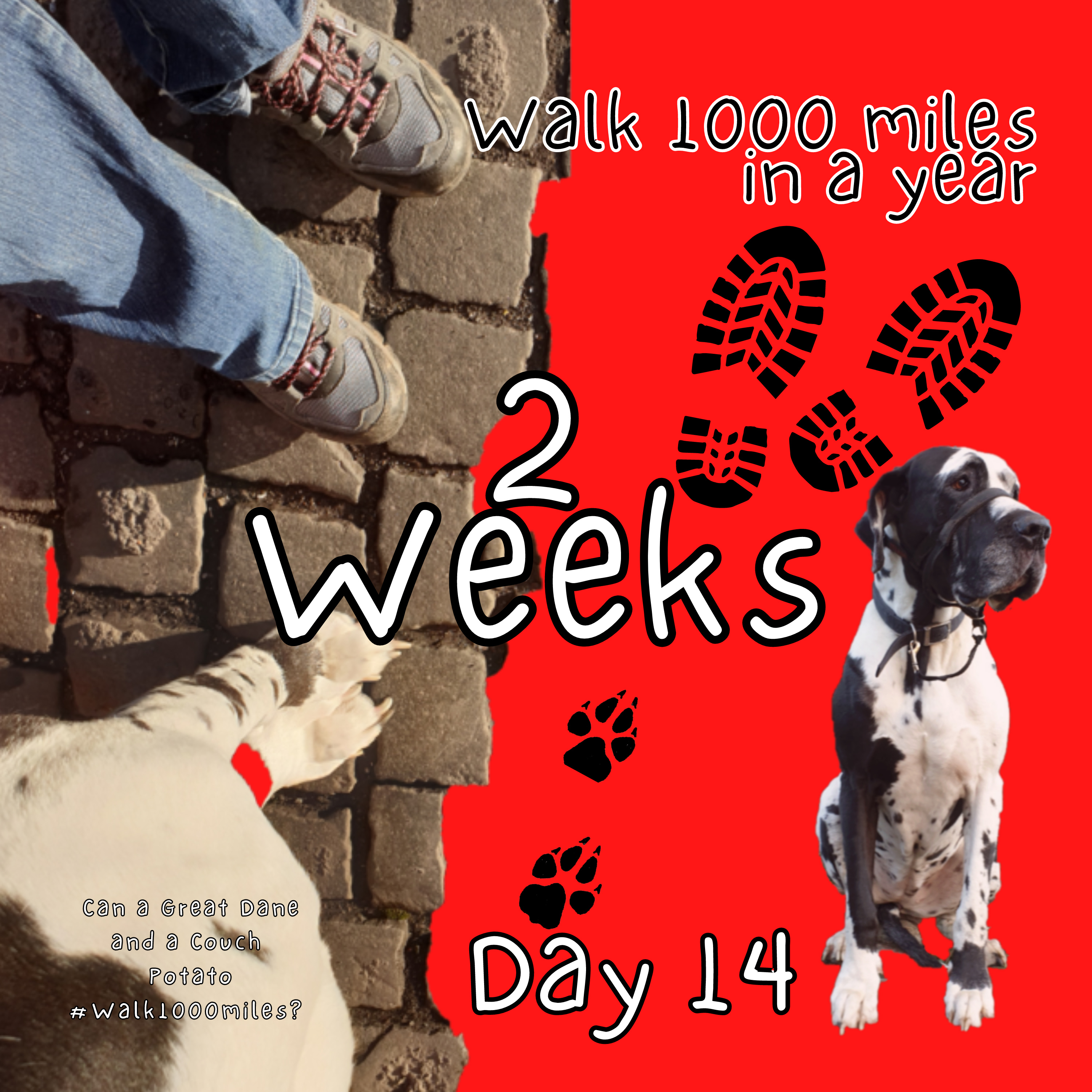 Walk 1000 miles a Year; Can a Great Dane and a Couch Potato #walk1000miles 2021?