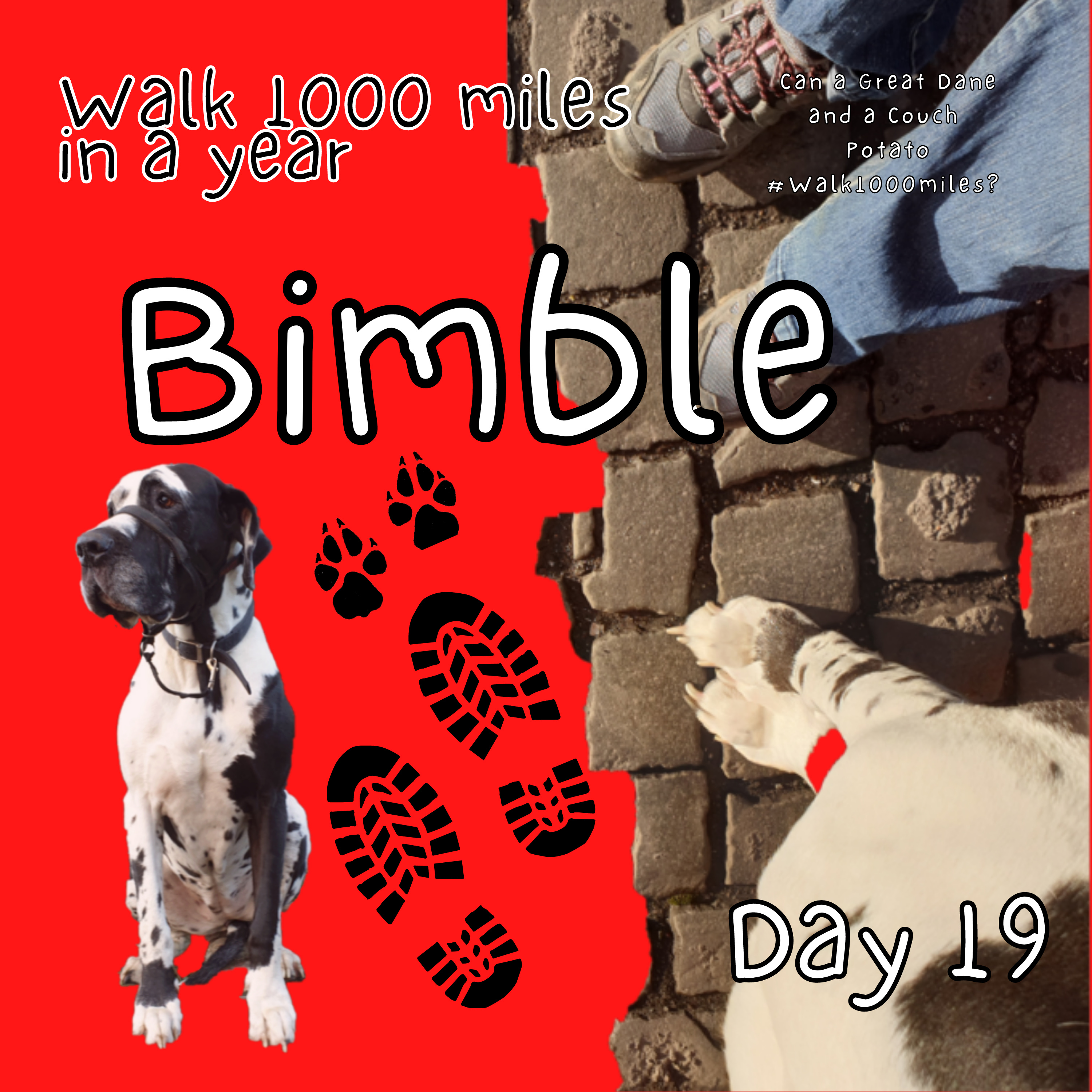 Walk 1000 miles a Year; Can a Great Dane and a Couch Potato #walk1000miles 2021?