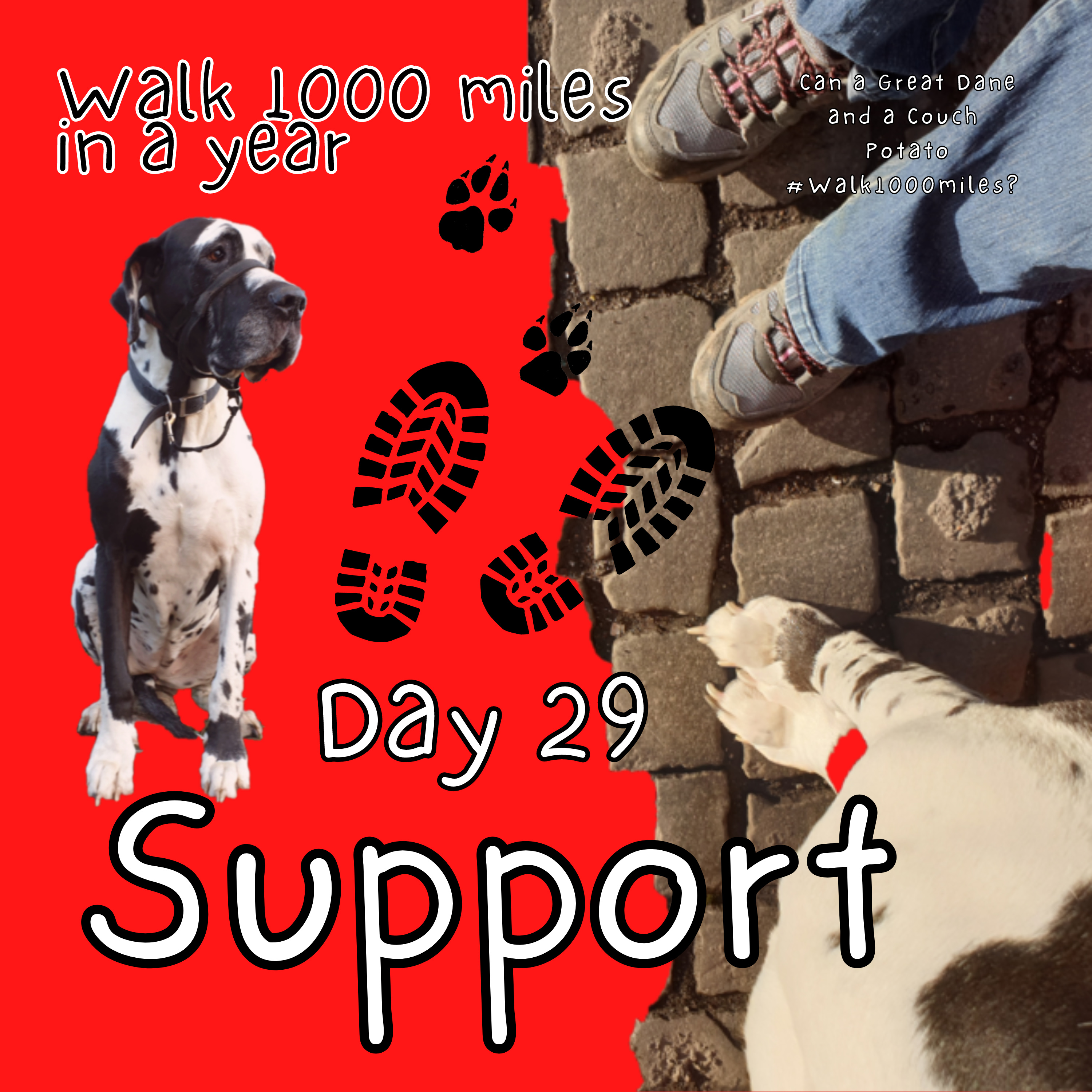 Walk 1000 miles a Year; Can a Great Dane and a Couch Potato #walk1000miles 2021?