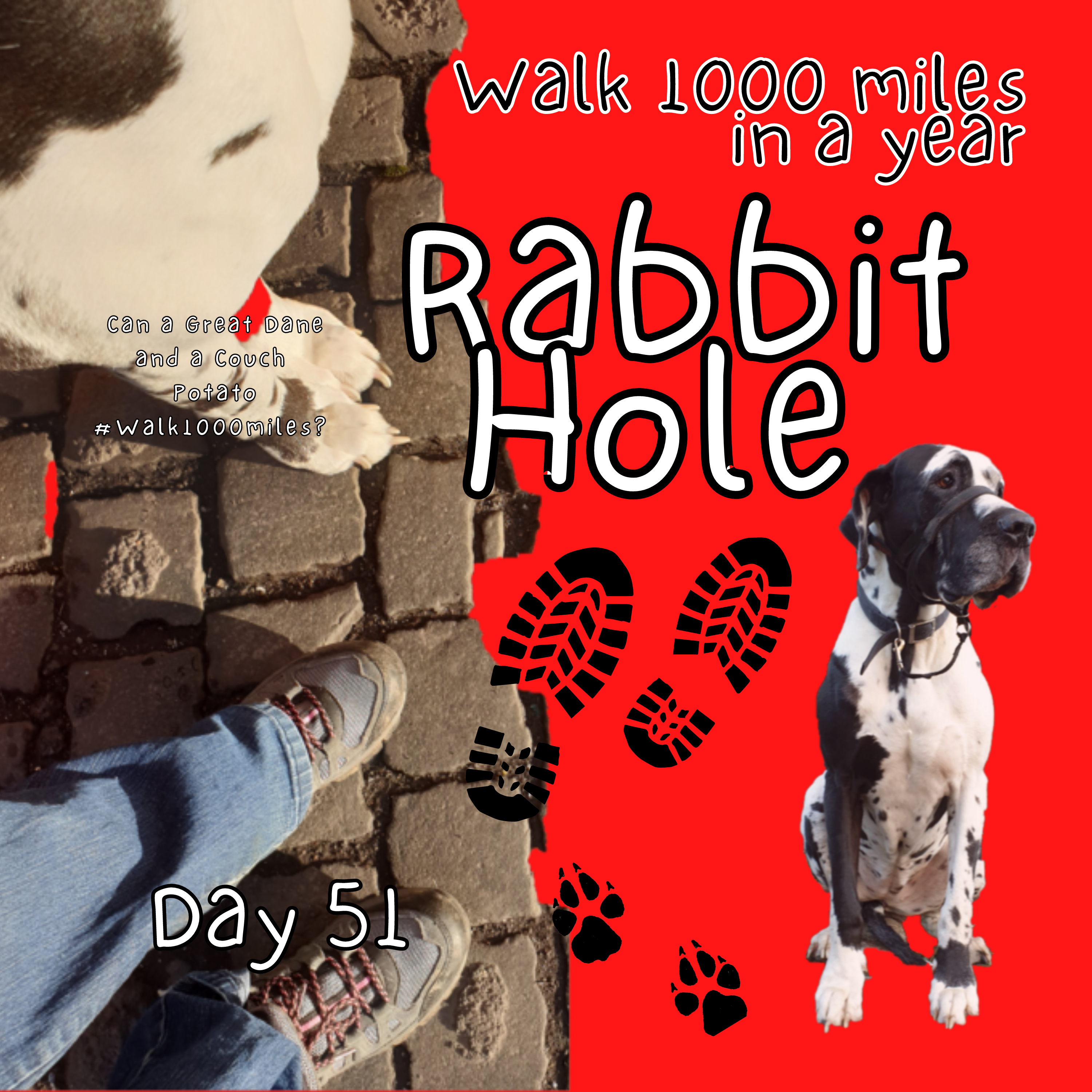 Walk 1000 miles a Year; Can a Great Dane and a Couch Potato #walk1000miles 2021?