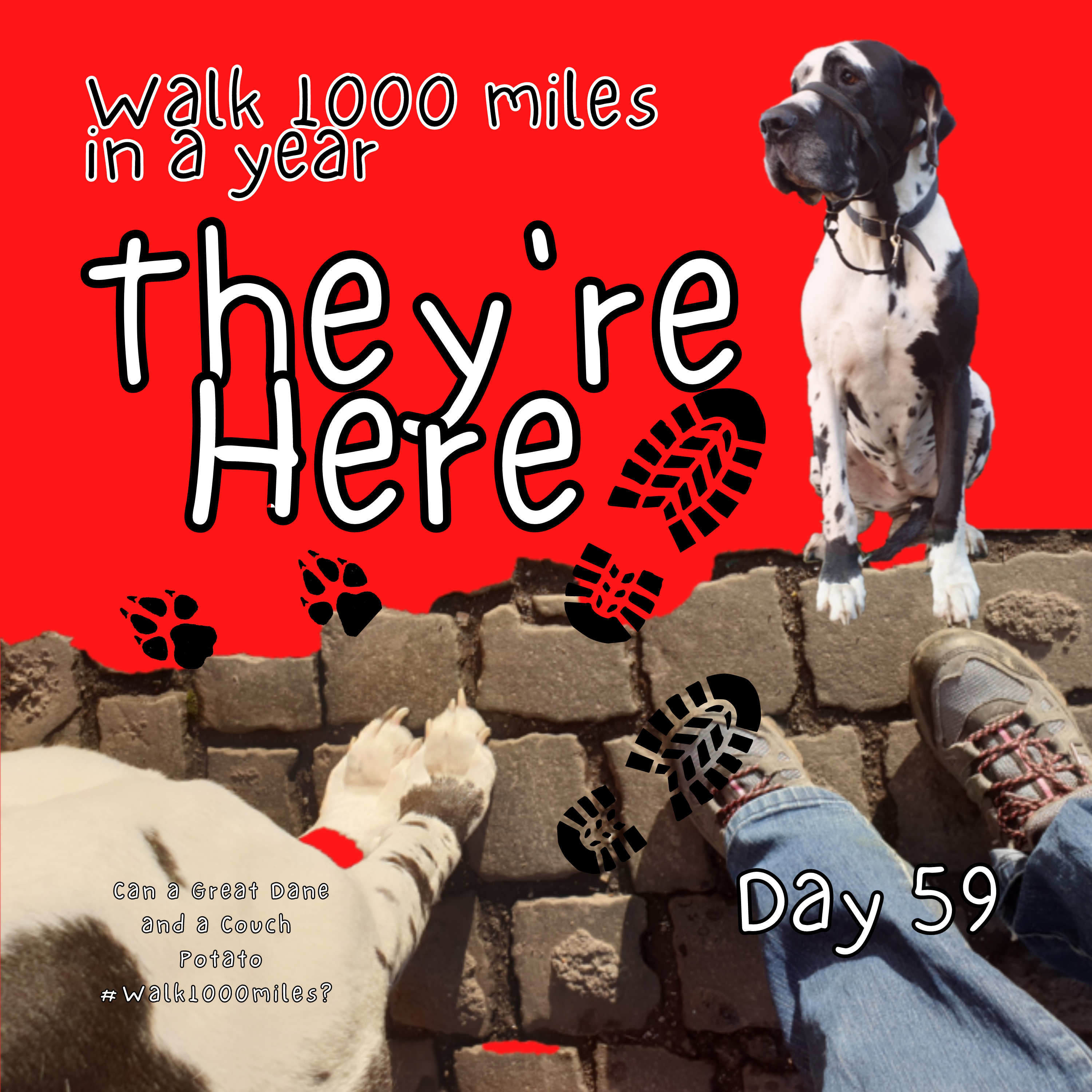 Walk 1000 miles a Year; Can a Great Dane and a Couch Potato #walk1000miles 2021?