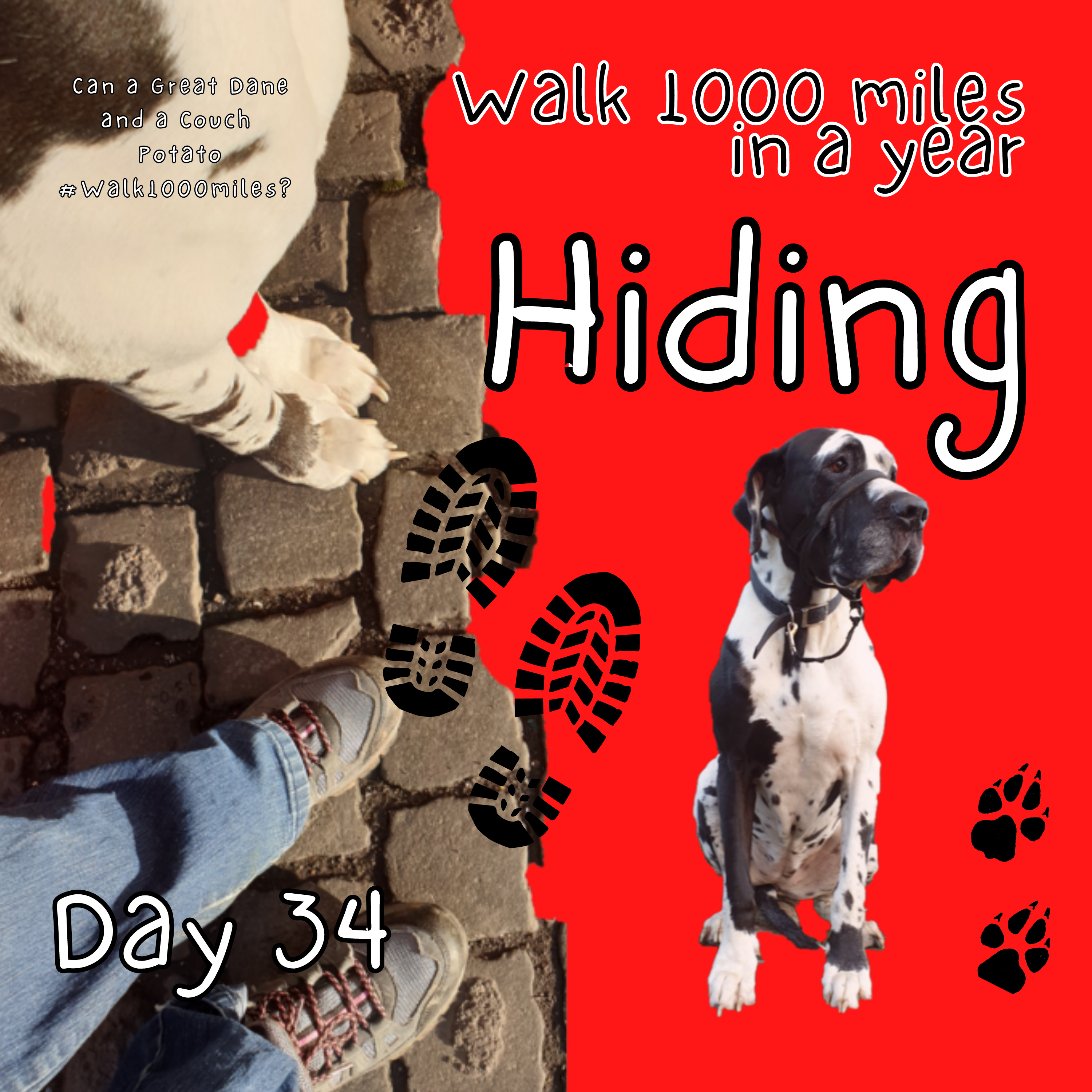 Walk 1000 miles a Year; Can a Great Dane and a Couch Potato #walk1000miles 2021?