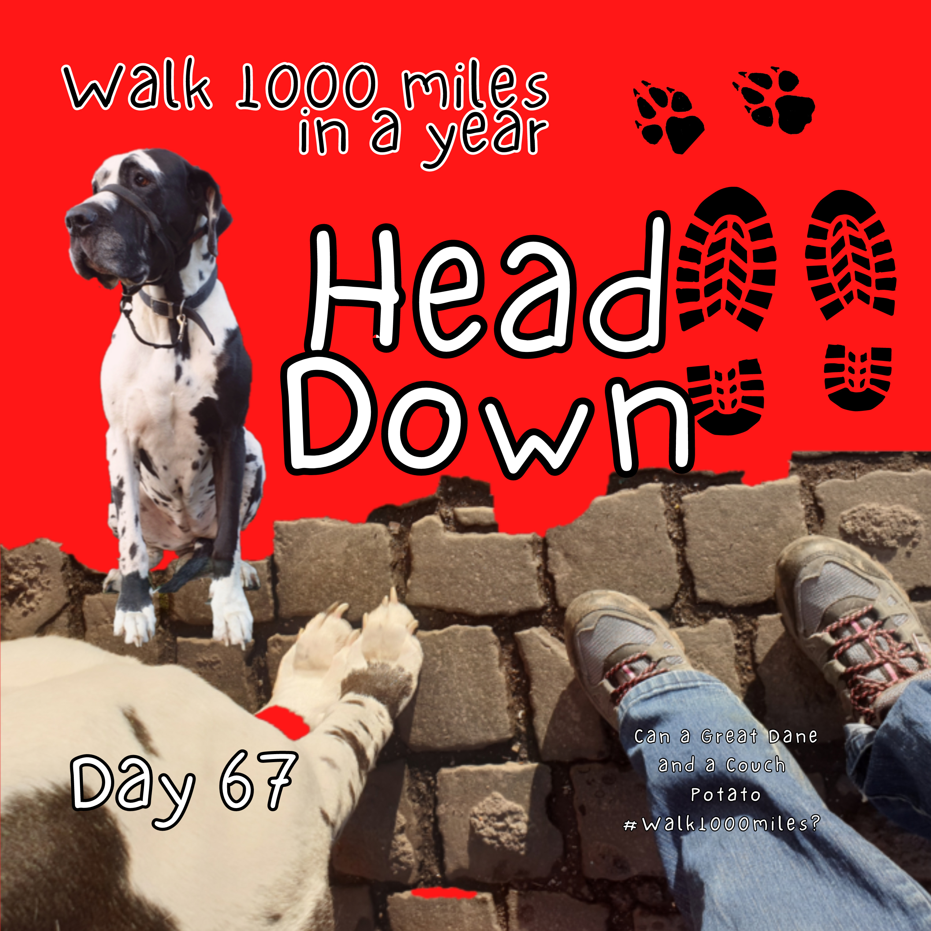 Walk 1000 miles a Year; Can a Great Dane and a Couch Potato #walk1000miles 2021?