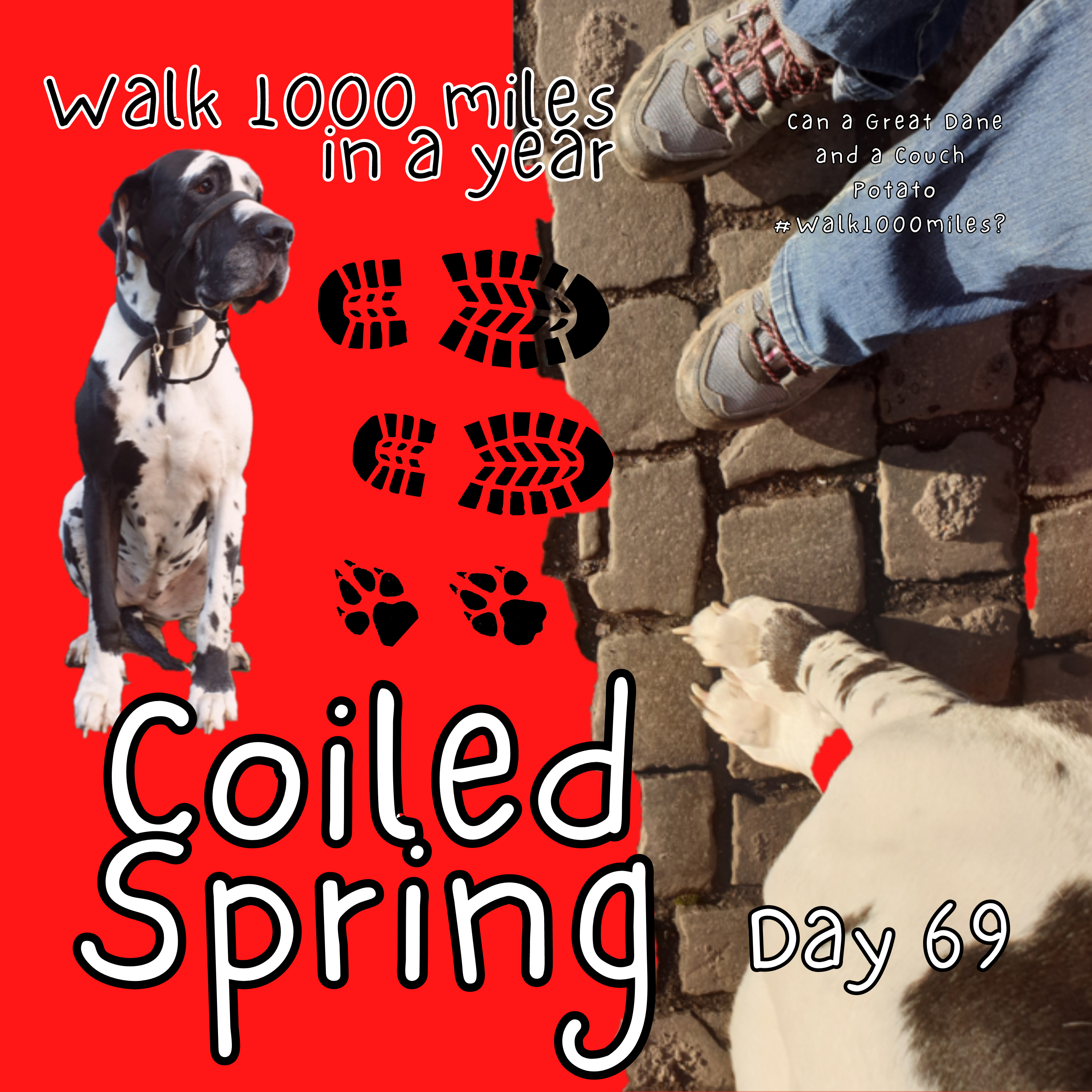 Walk 1000 miles a Year; Can a Great Dane and a Couch Potato #walk1000miles 2021?