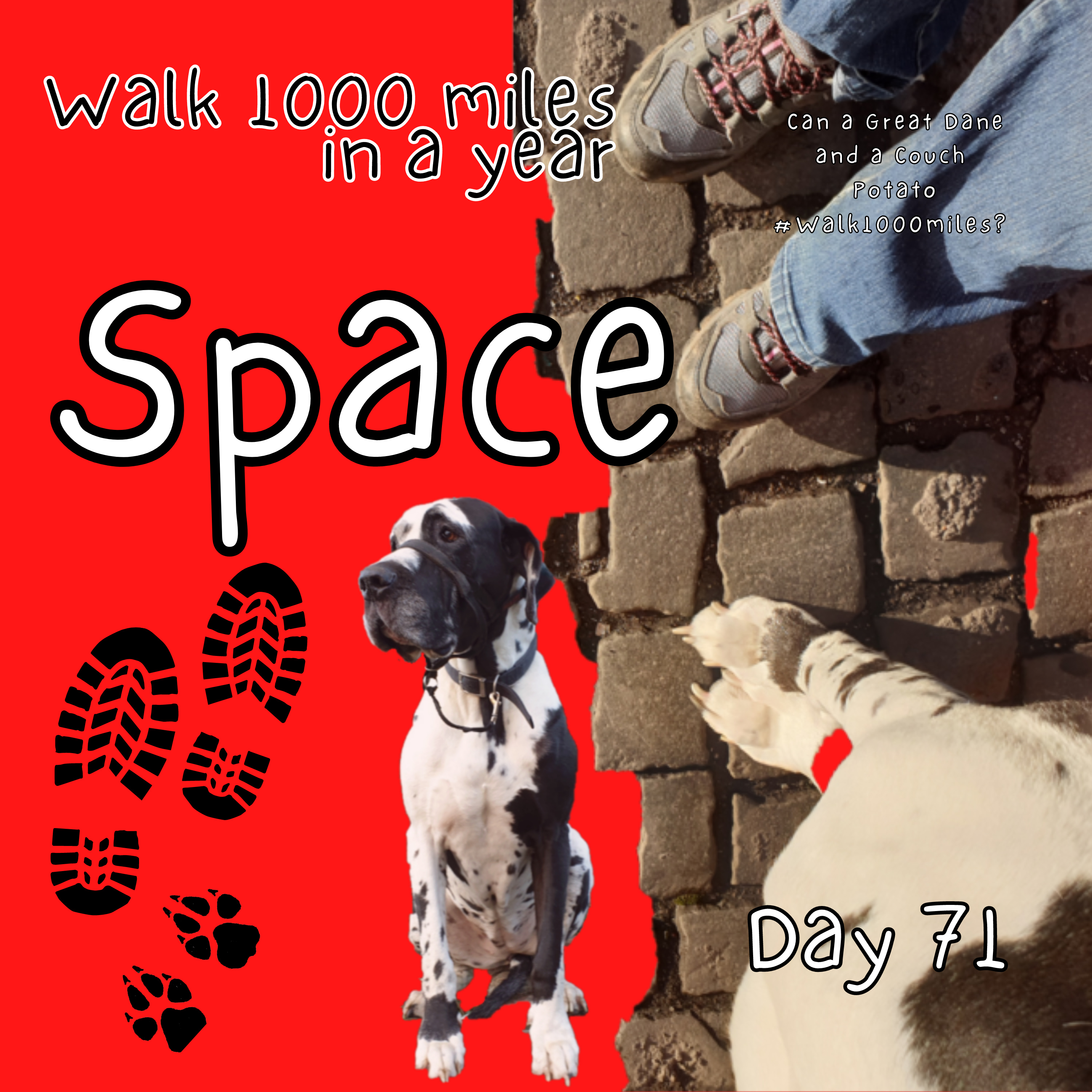 Walk 1000 miles a Year; Can a Great Dane and a Couch Potato #walk1000miles 2021?