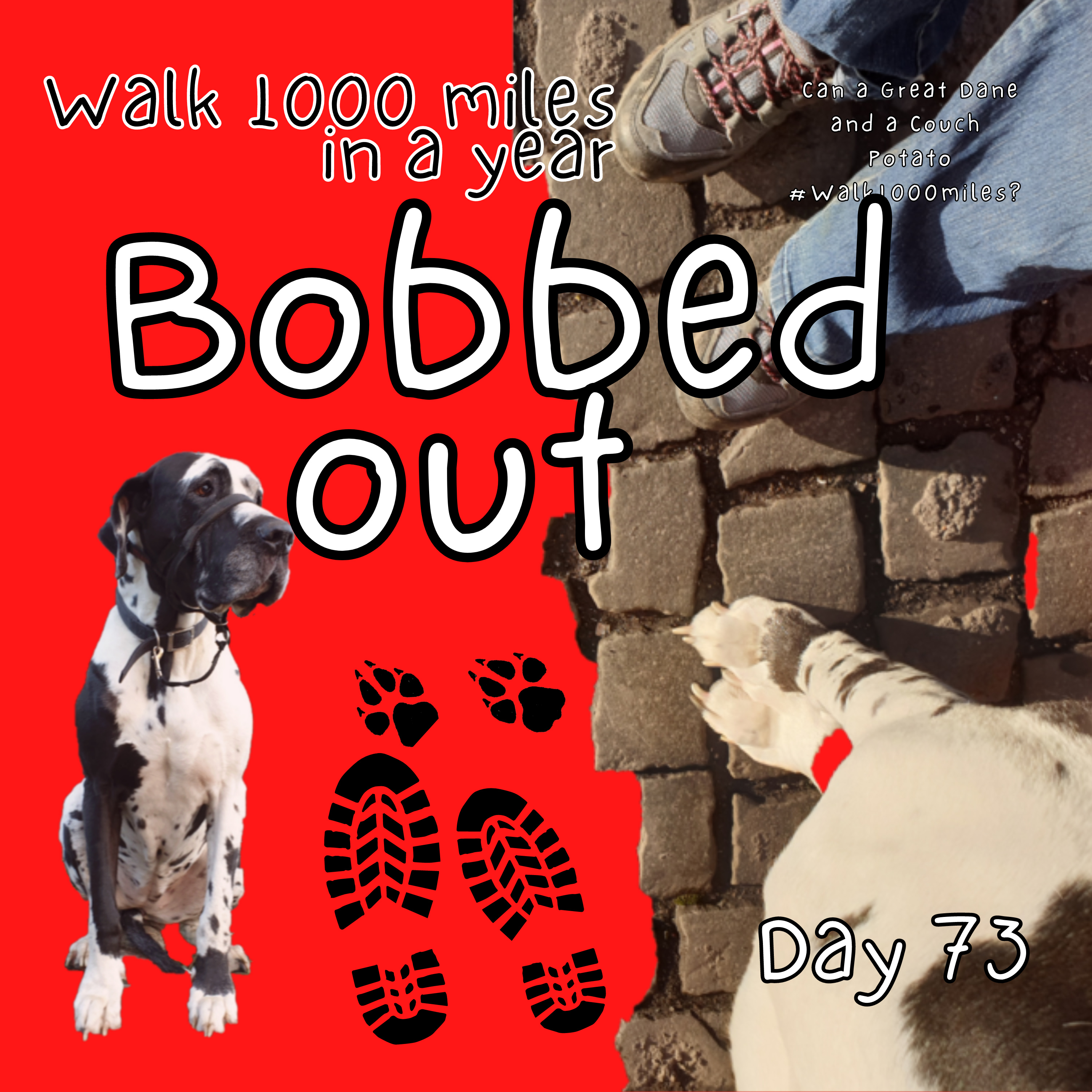 Walk 1000 miles a Year; Can a Great Dane and a Couch Potato #walk1000miles 2021?