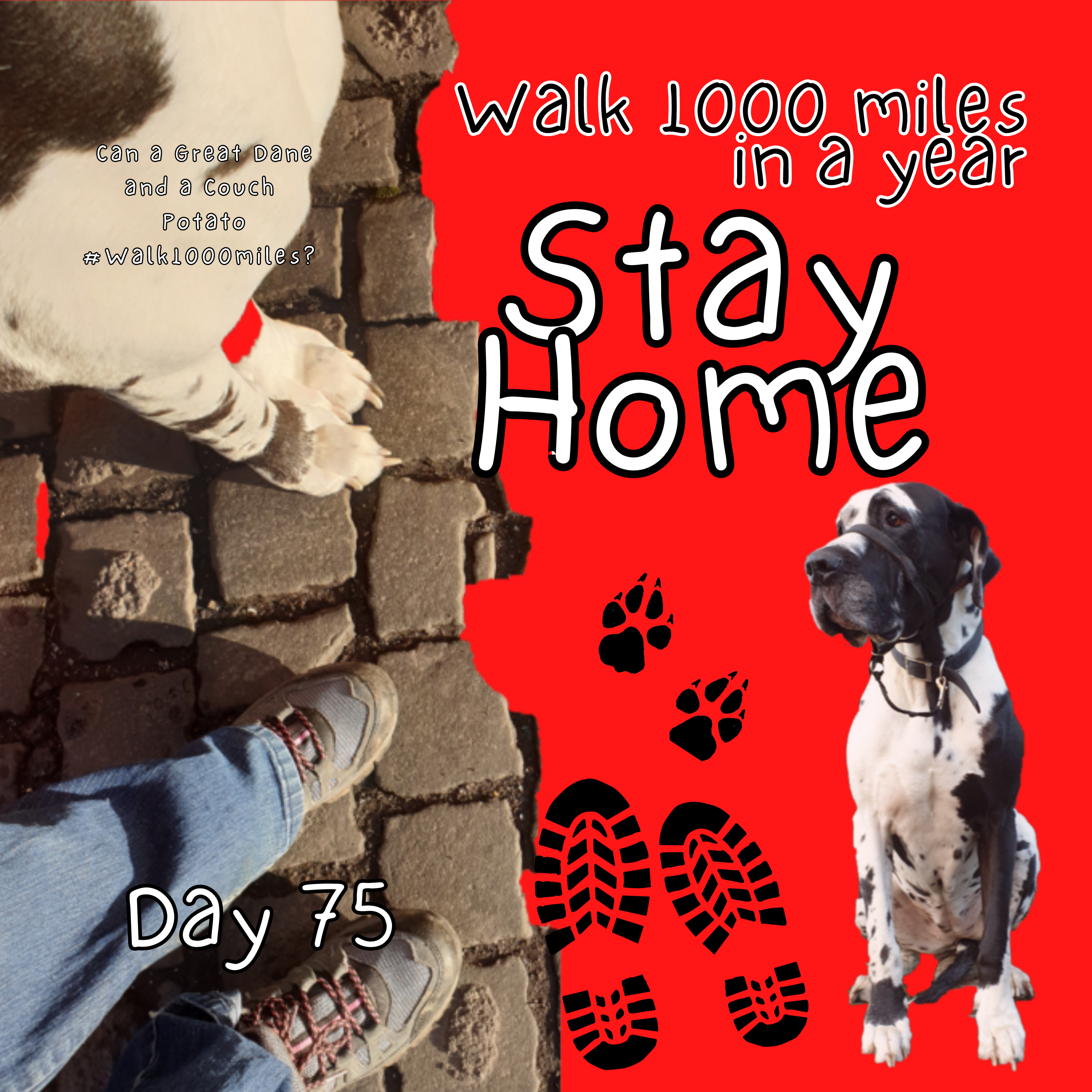 Walk 1000 miles a Year; Can a Great Dane and a Couch Potato #walk1000miles 2021?