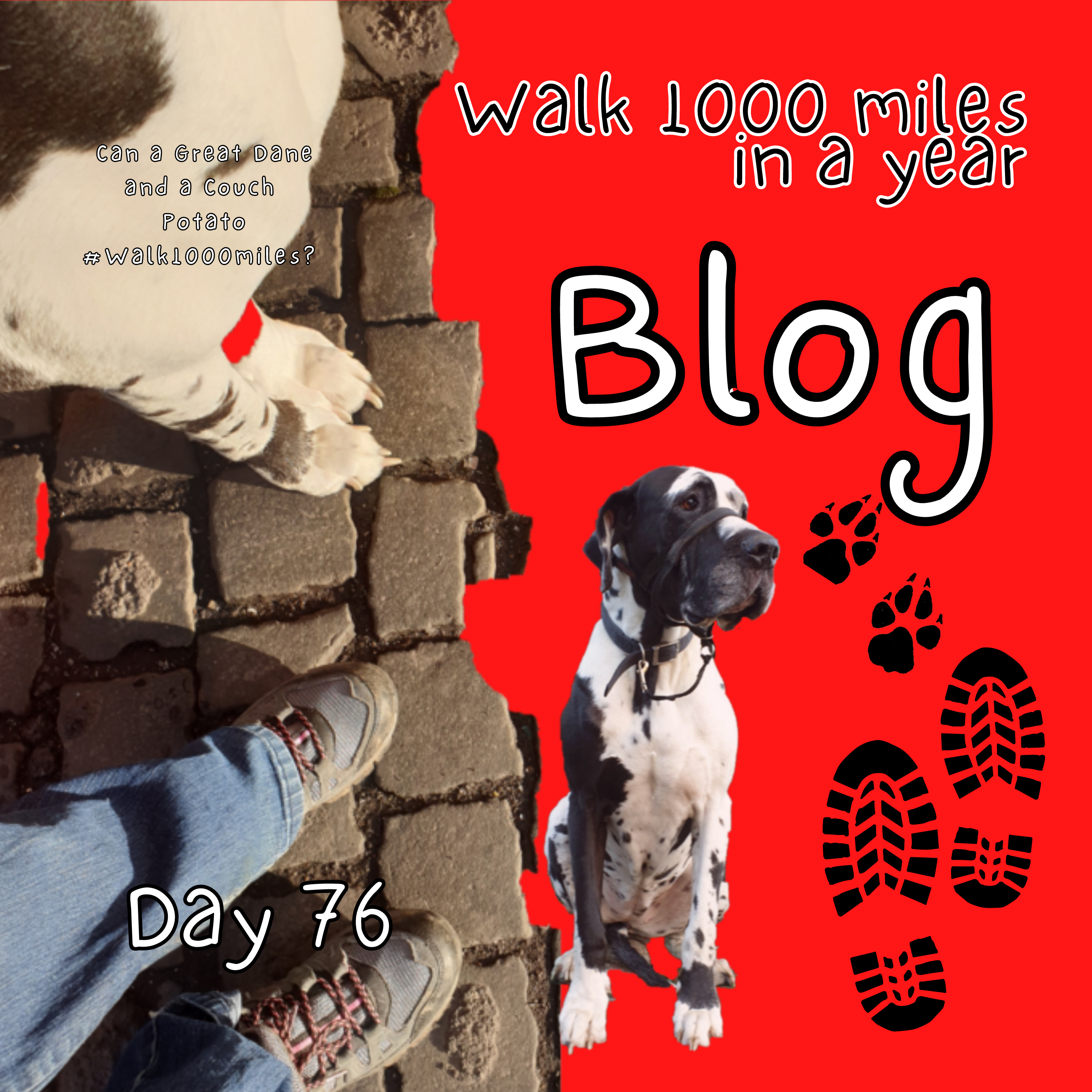 Walk 1000 miles a Year; Can a Great Dane and a Couch Potato #walk1000miles 2021?