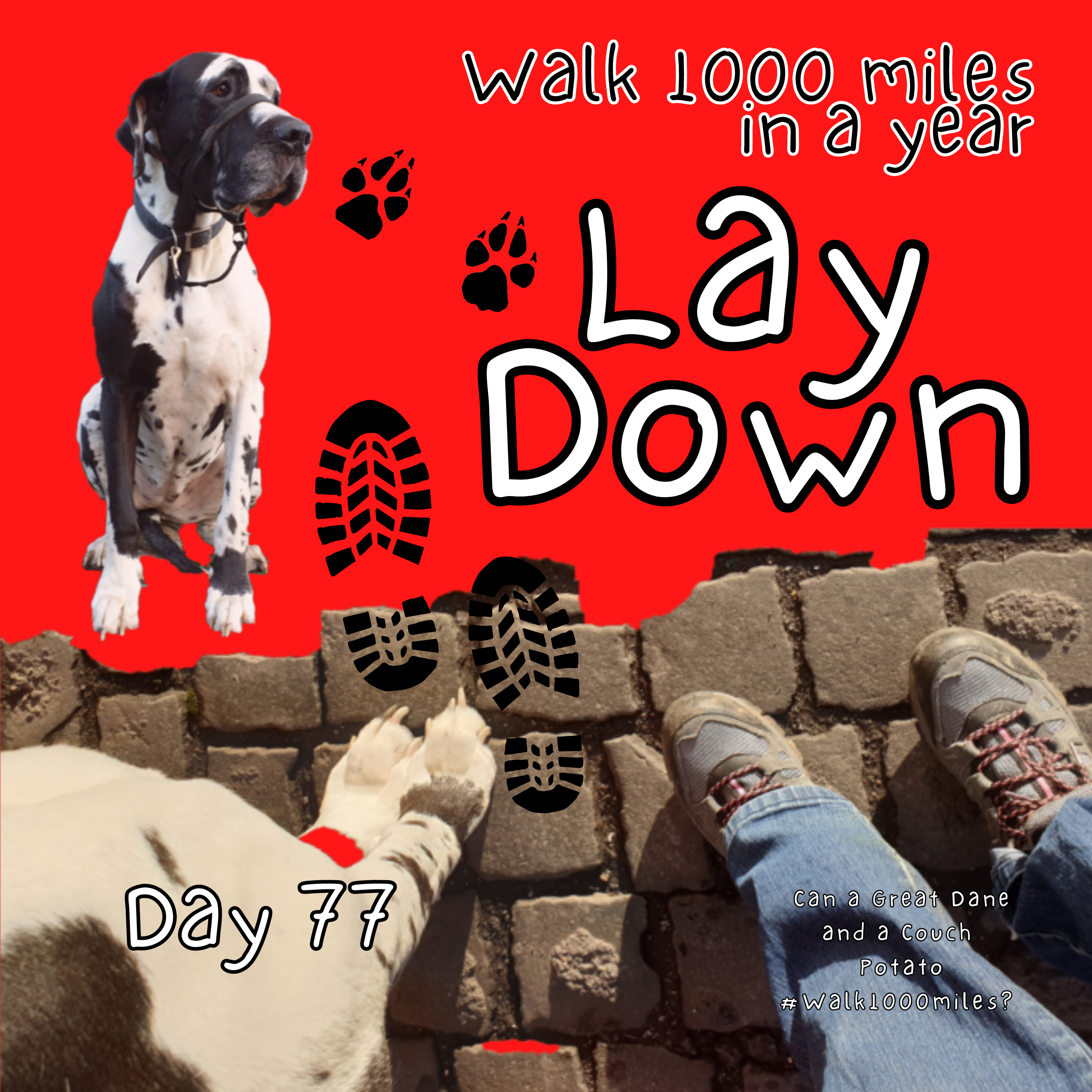 Walk 1000 miles a Year; Can a Great Dane and a Couch Potato #walk1000miles 2021?
