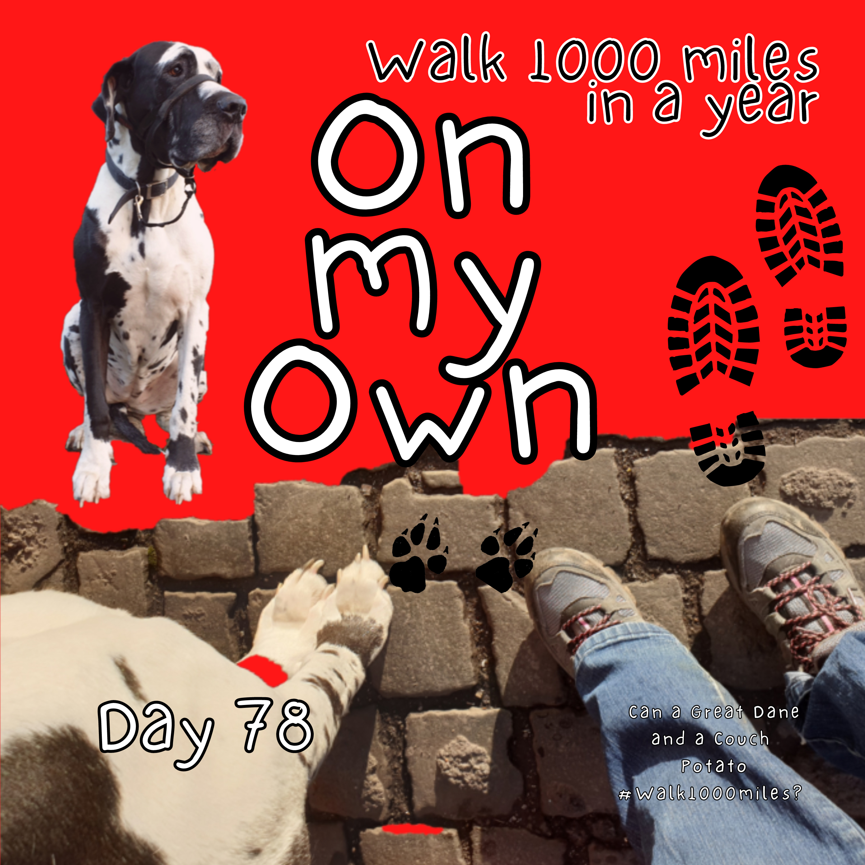 Walk 1000 miles a Year; Can a Great Dane and a Couch Potato #walk1000miles 2021?