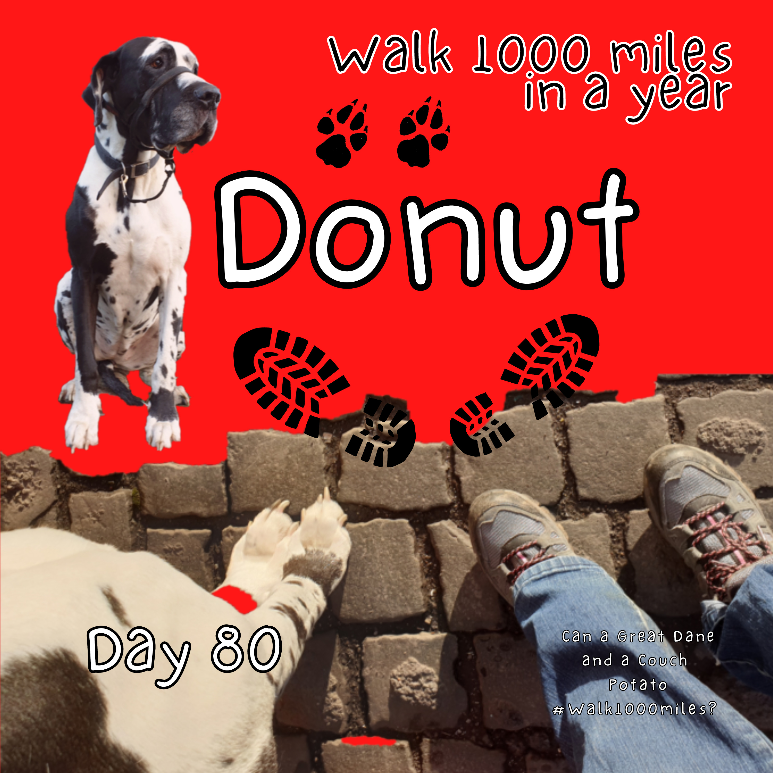 Walk 1000 miles a Year; Can a Great Dane and a Couch Potato #walk1000miles 2021?