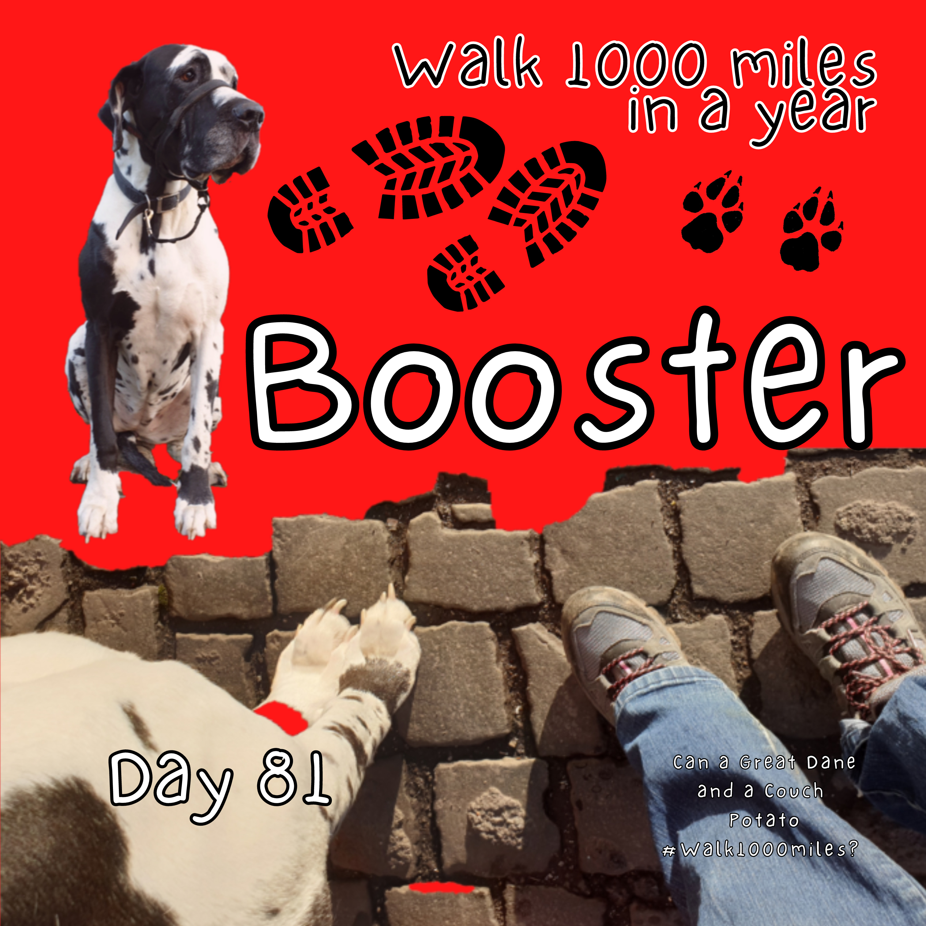 Walk 1000 miles a Year; Can a Great Dane and a Couch Potato #walk1000miles 2021?