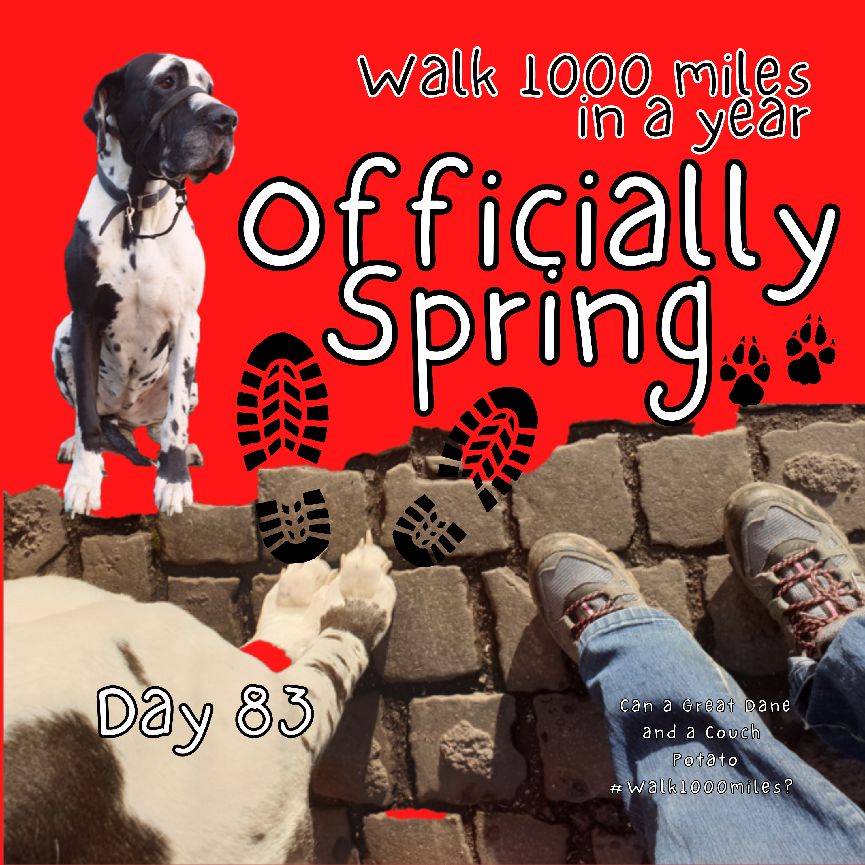 Walk 1000 miles a Year; Can a Great Dane and a Couch Potato #walk1000miles 2021?