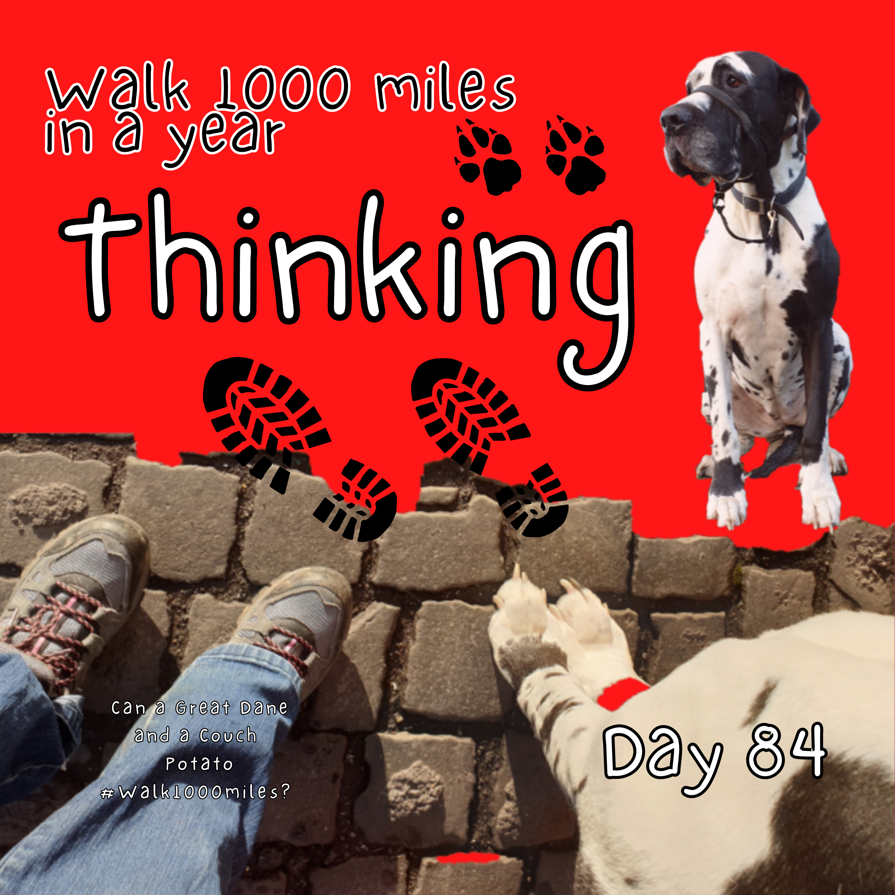 Walk 1000 miles a Year; Can a Great Dane and a Couch Potato #walk1000miles 2021?