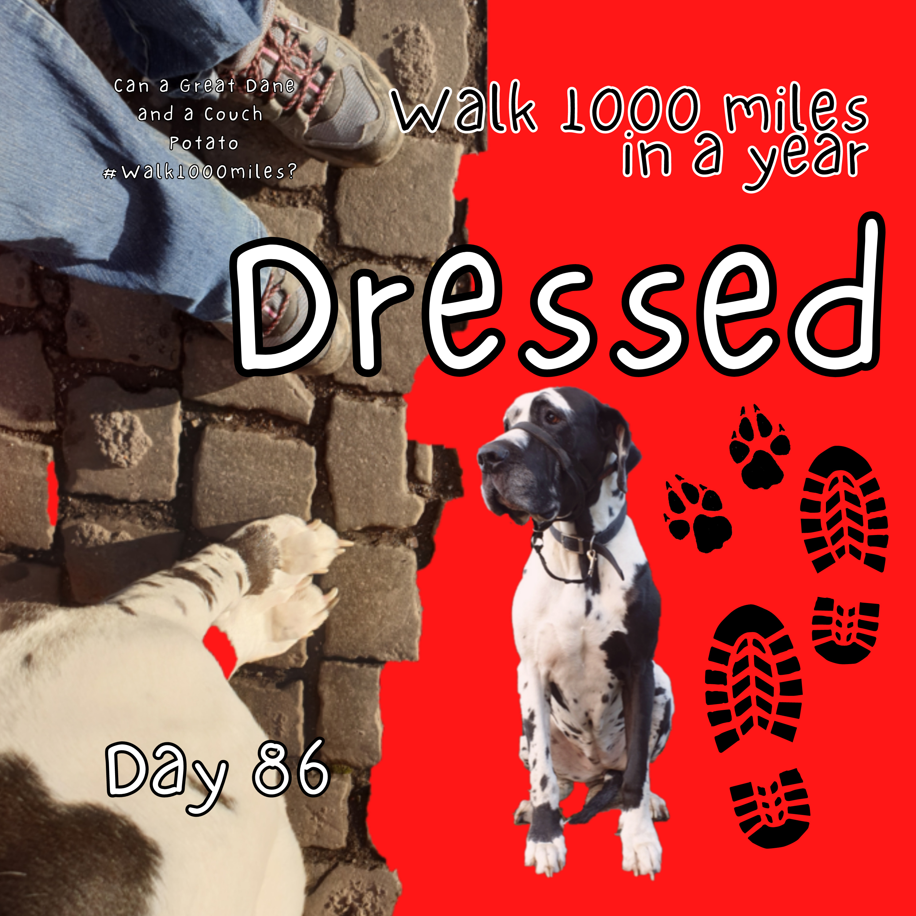 Walk 1000 miles a Year; Can a Great Dane and a Couch Potato #walk1000miles 2021?