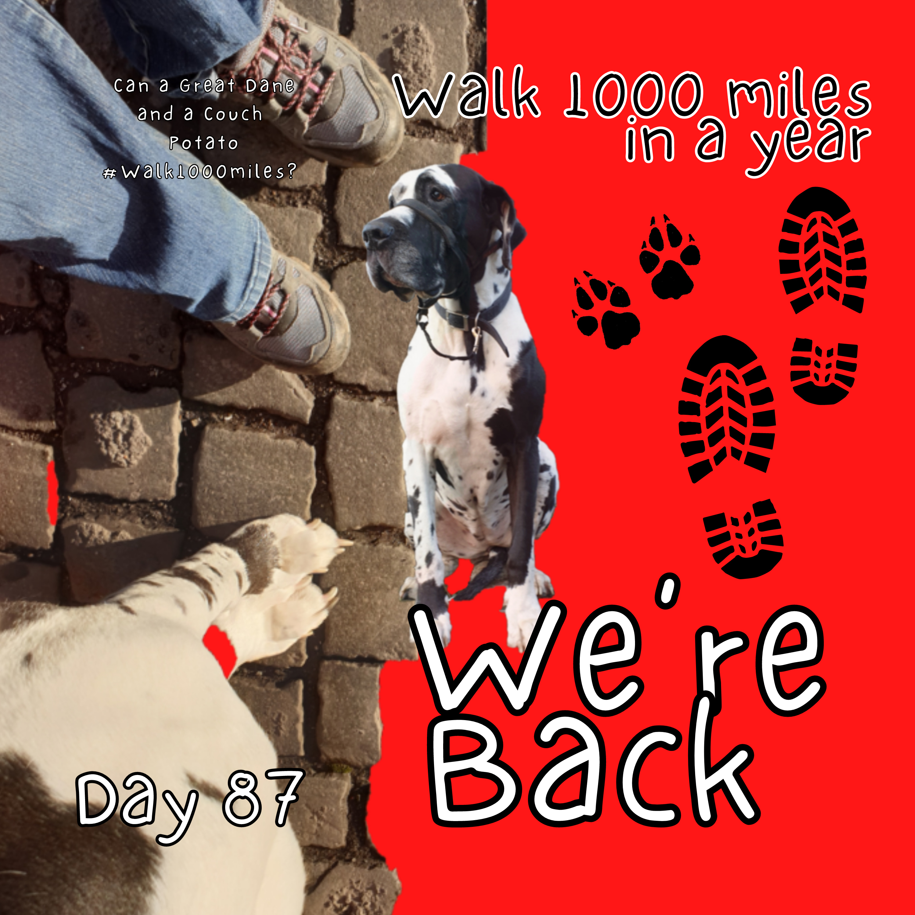 Walk 1000 miles a Year; Can a Great Dane and a Couch Potato #walk1000miles 2021?