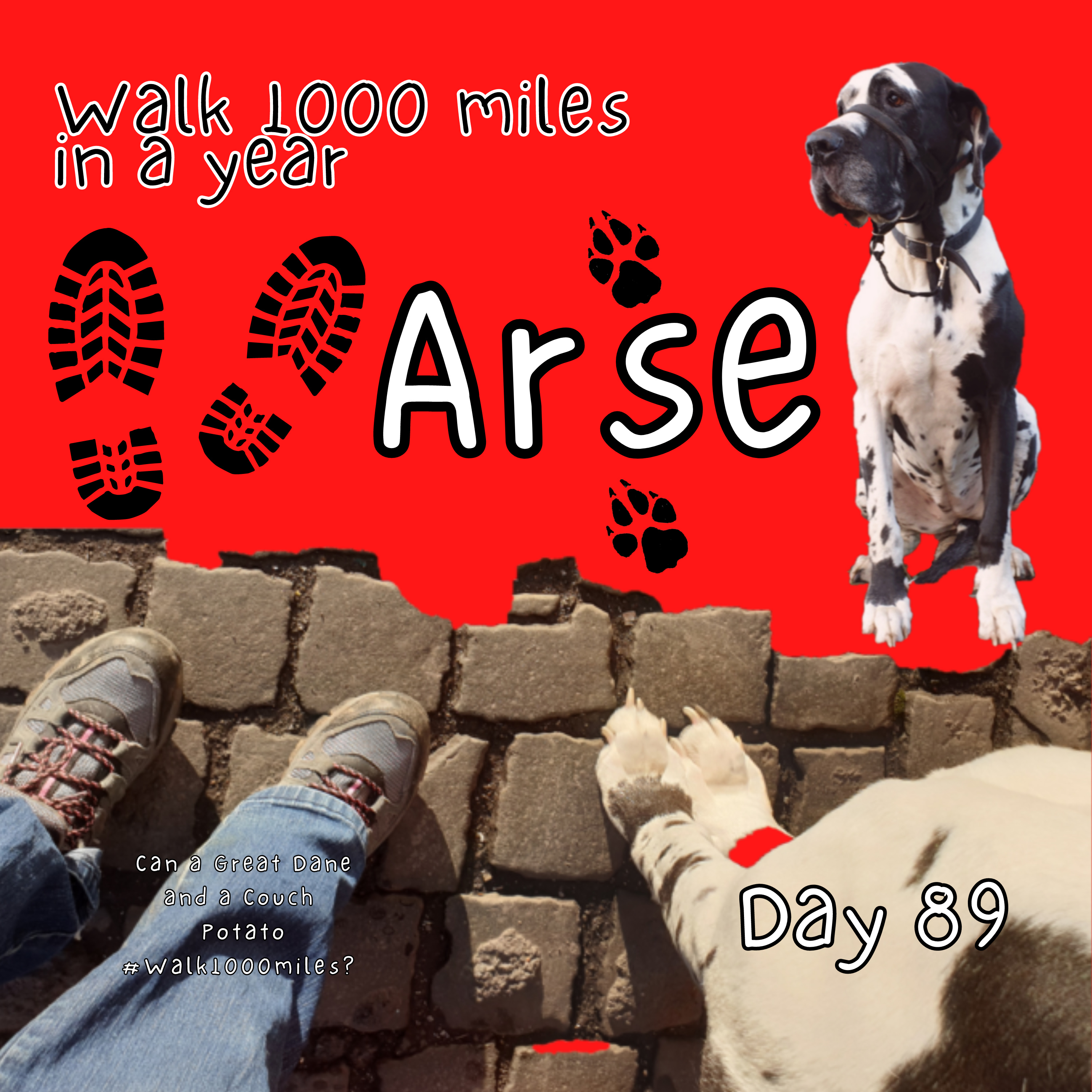Walk 1000 miles a Year; Can a Great Dane and a Couch Potato #walk1000miles 2021?