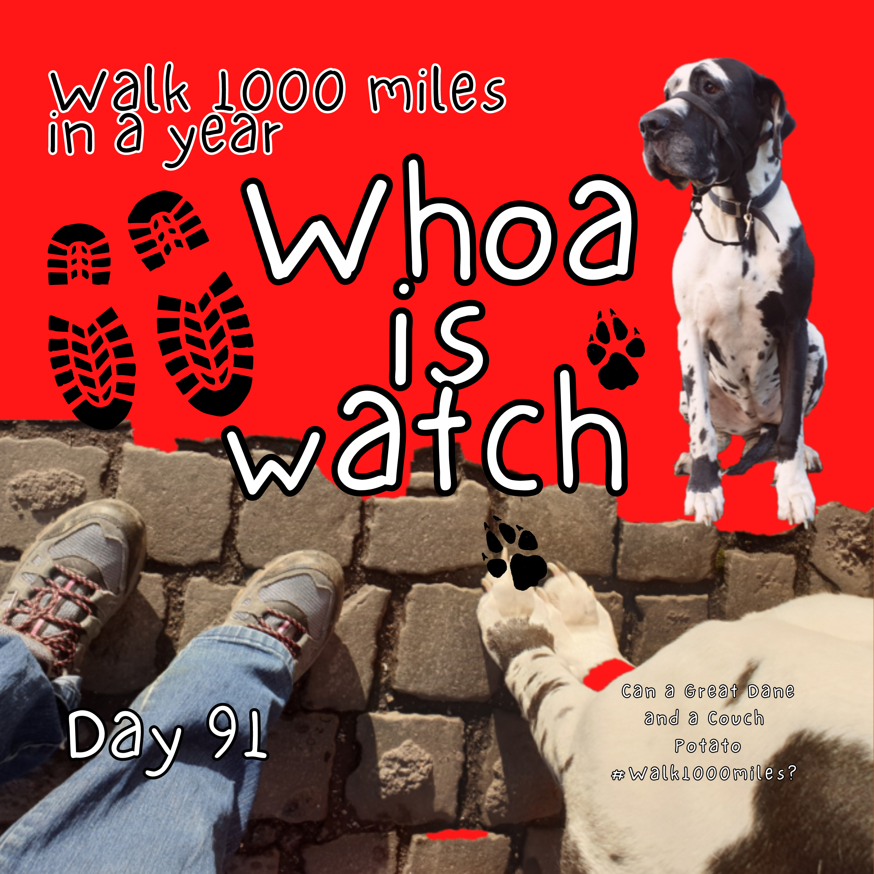 Walk 1000 miles a Year; Can a Great Dane and a Couch Potato #walk1000miles 2021?