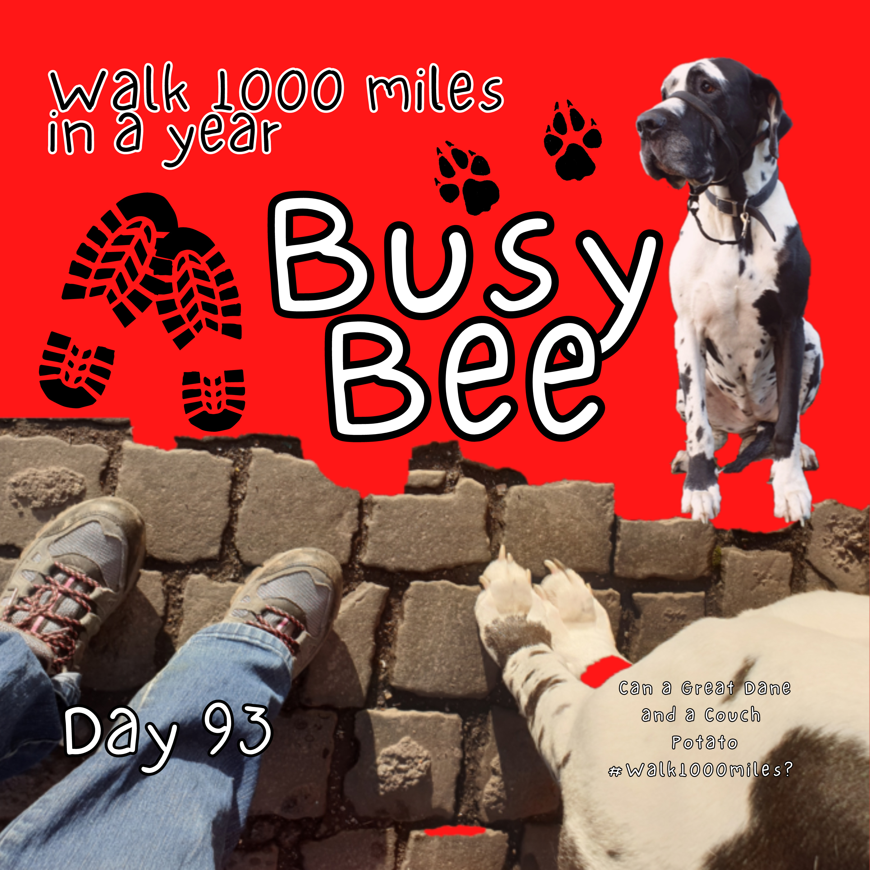 Walk 1000 miles a Year; Can a Great Dane and a Couch Potato #walk1000miles 2021?