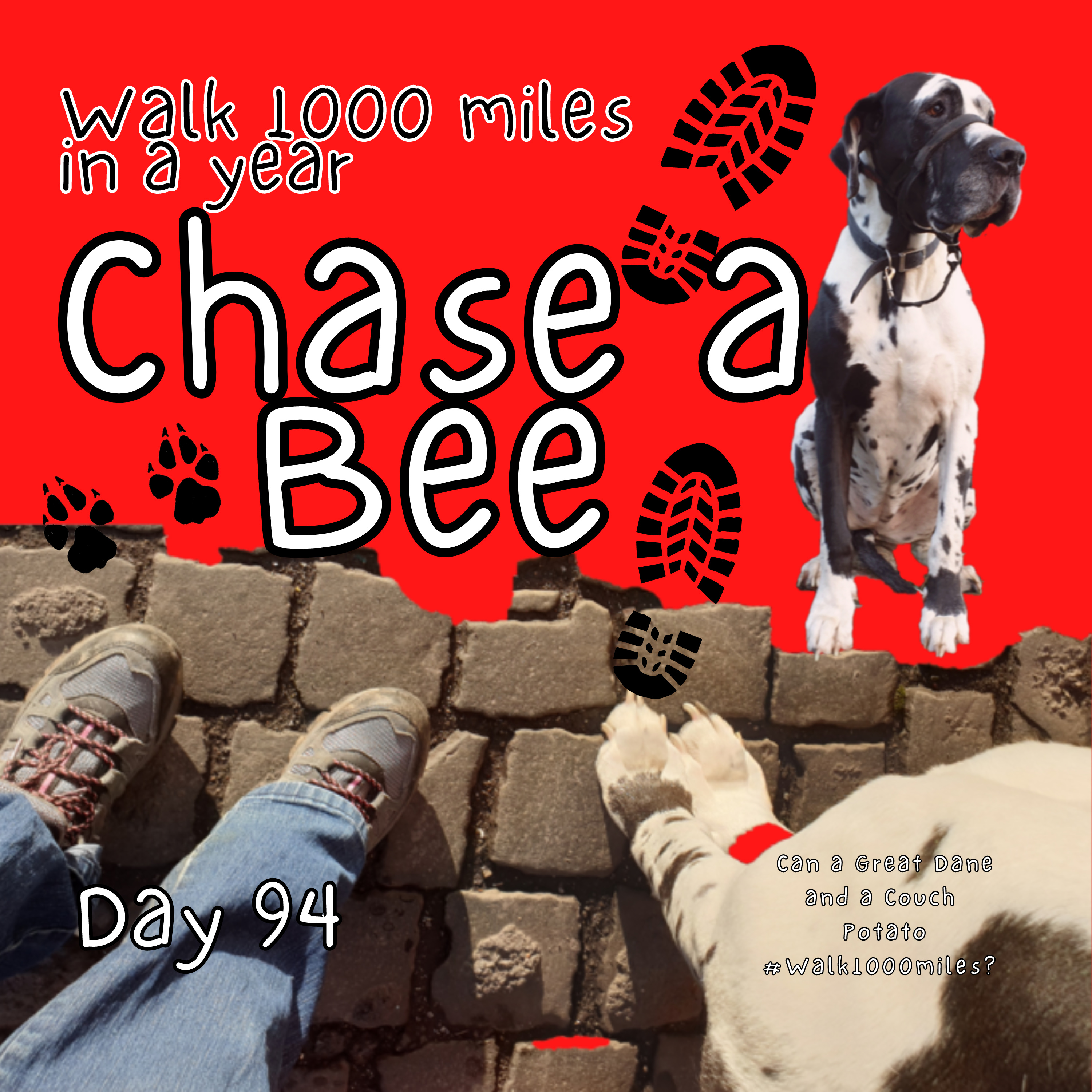 Walk 1000 miles a Year; Can a Great Dane and a Couch Potato #walk1000miles 2021?