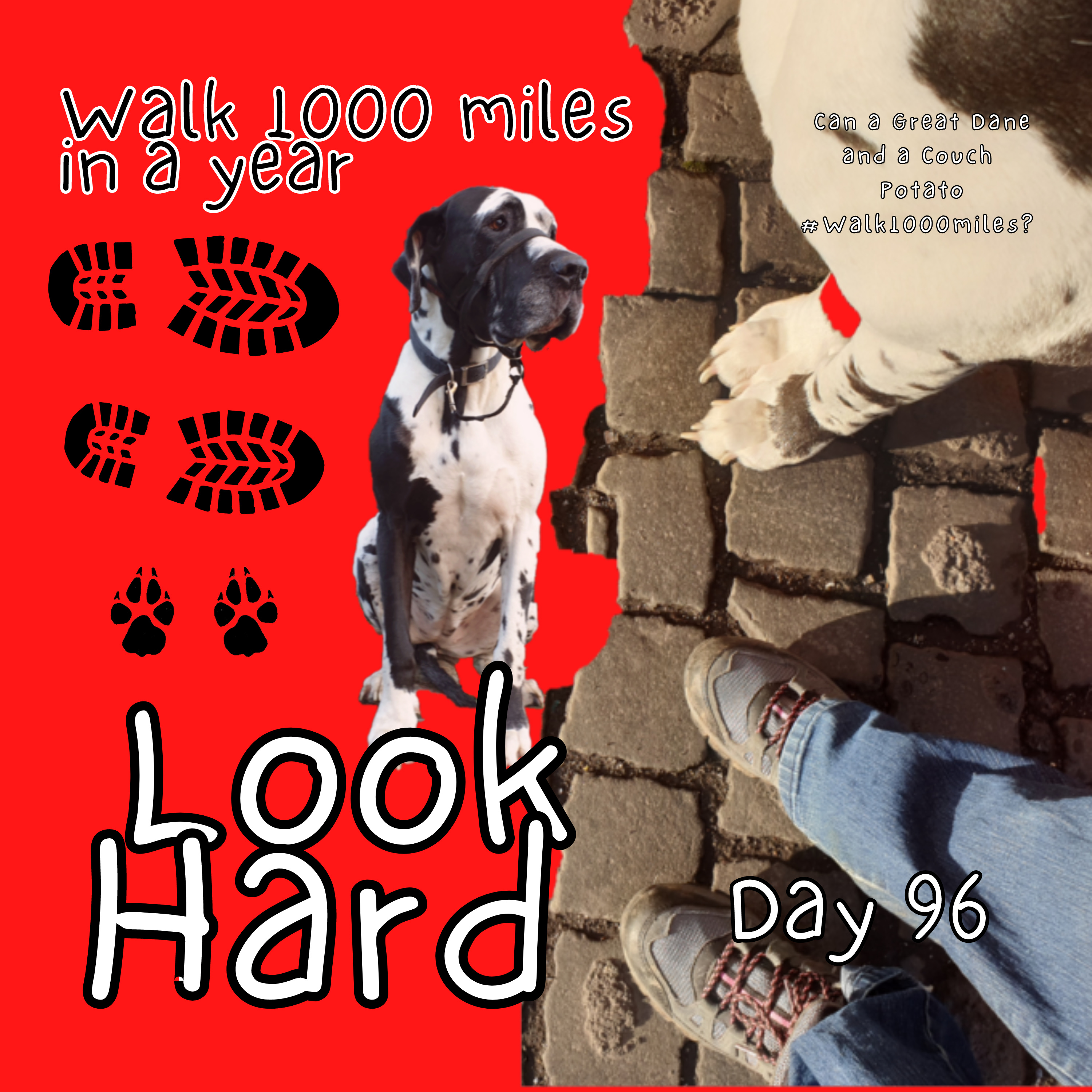 Walk 1000 miles a Year; Can a Great Dane and a Couch Potato #walk1000miles 2021?