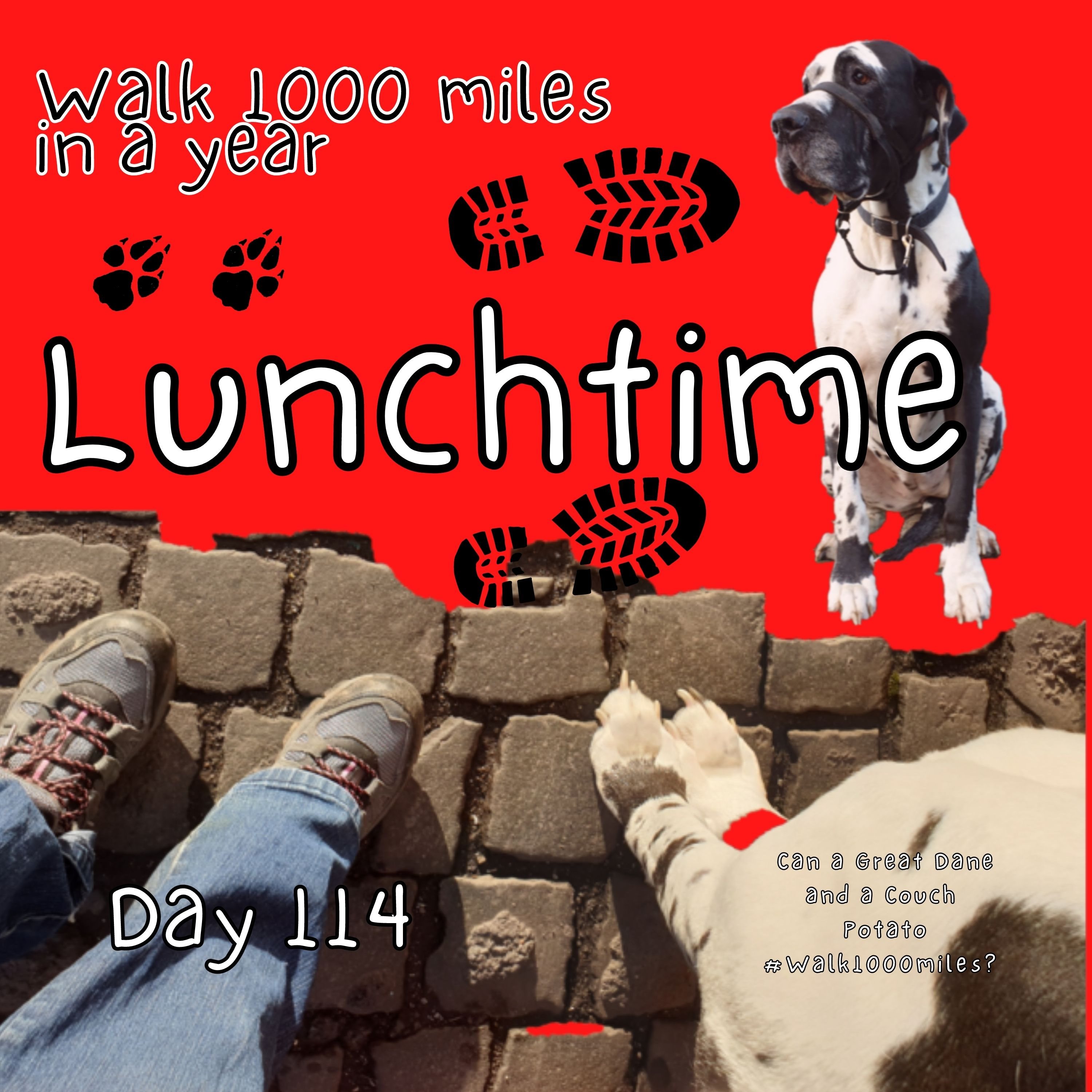 Walk 1000 miles a Year; Can a Great Dane and a Couch Potato #walk1000miles 2021?