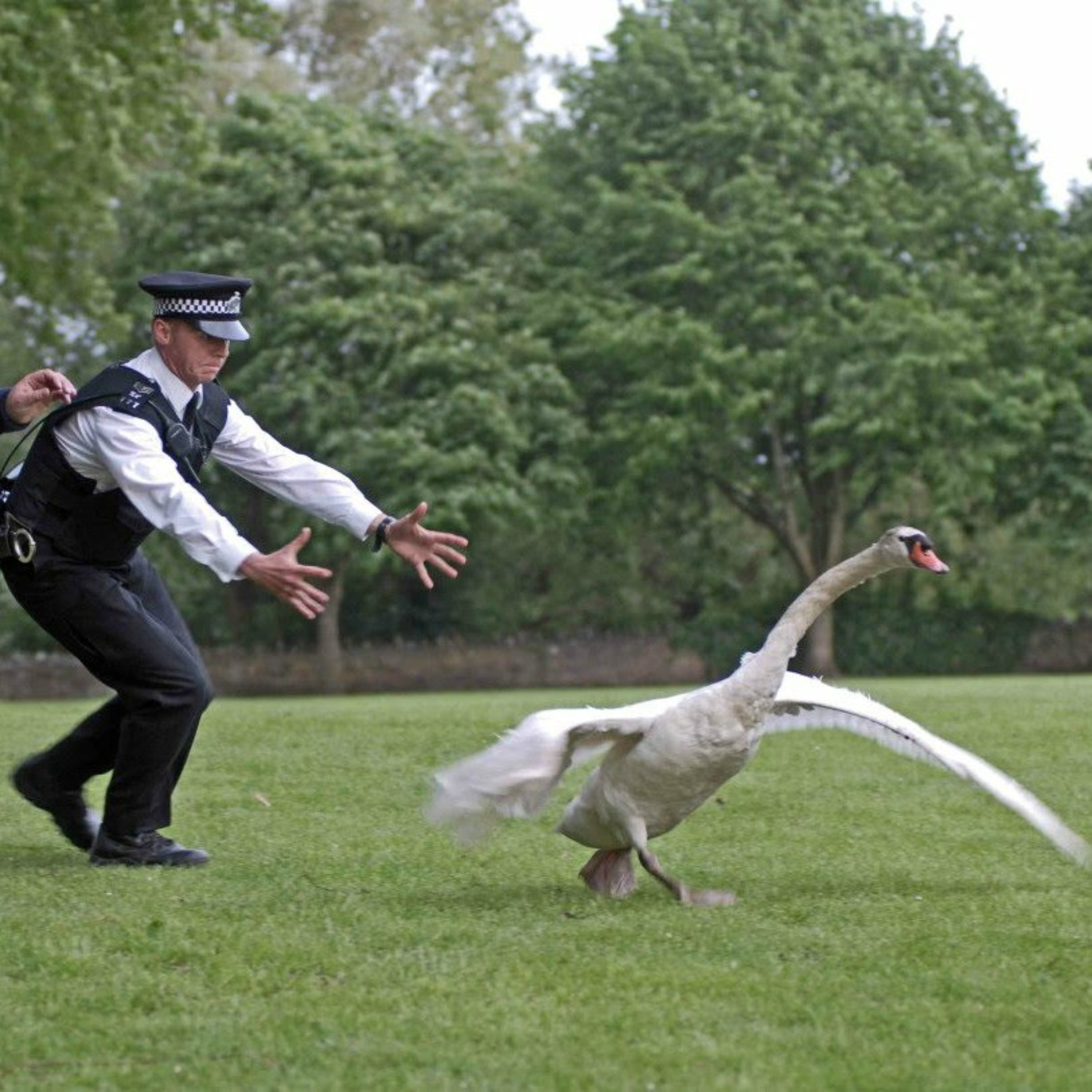 Wild Goose Chase
