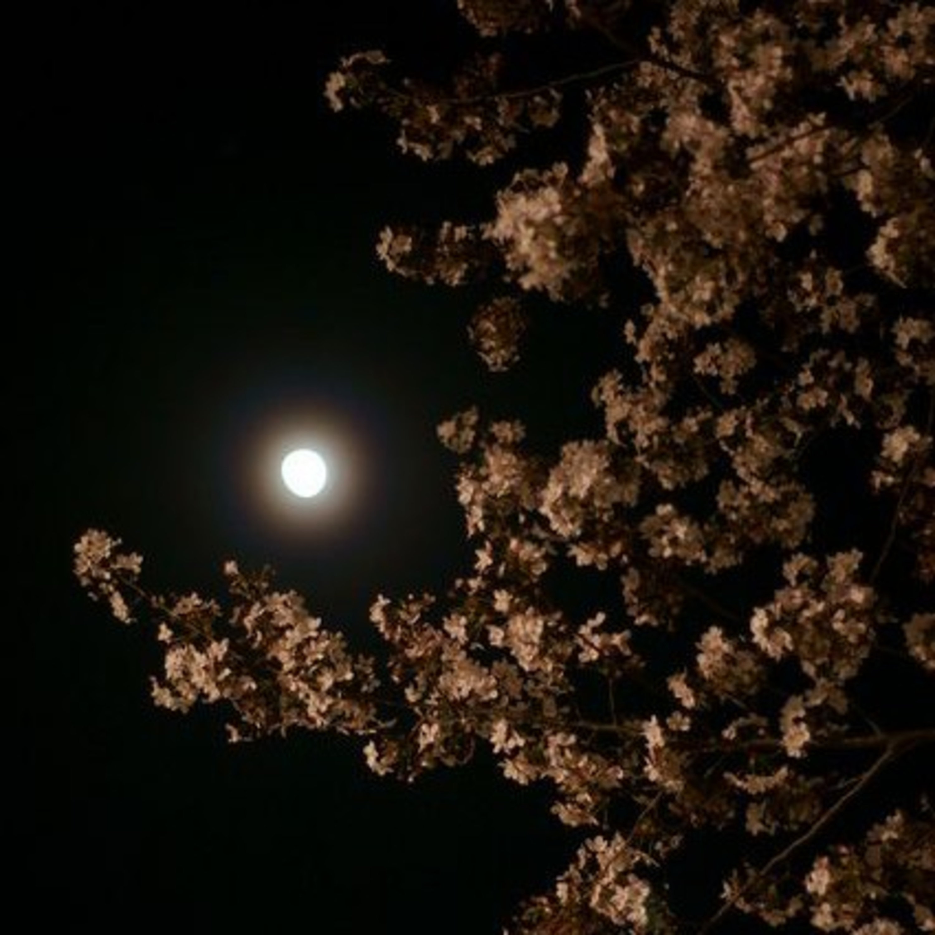 Luna Rosa.