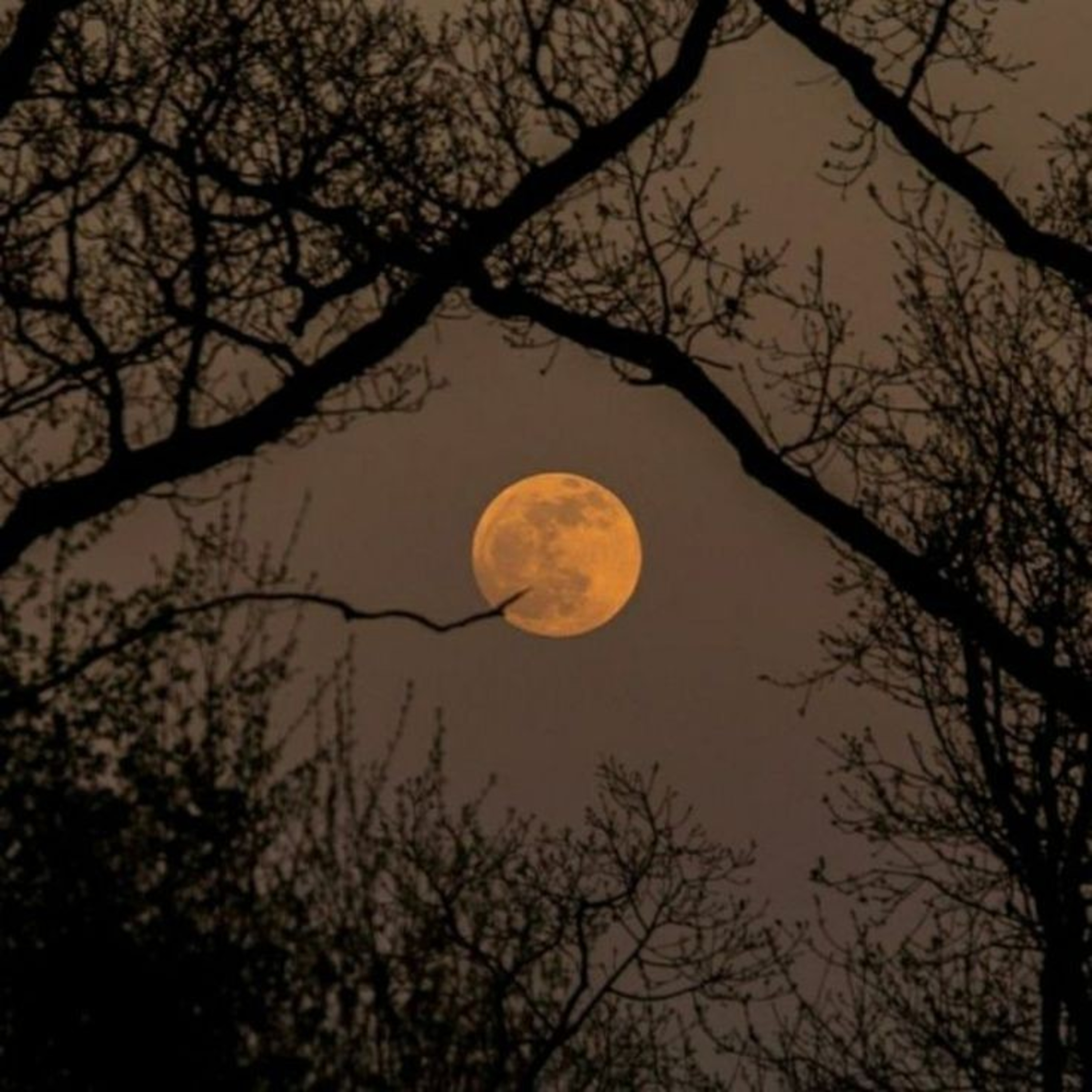 Luna Rosa.