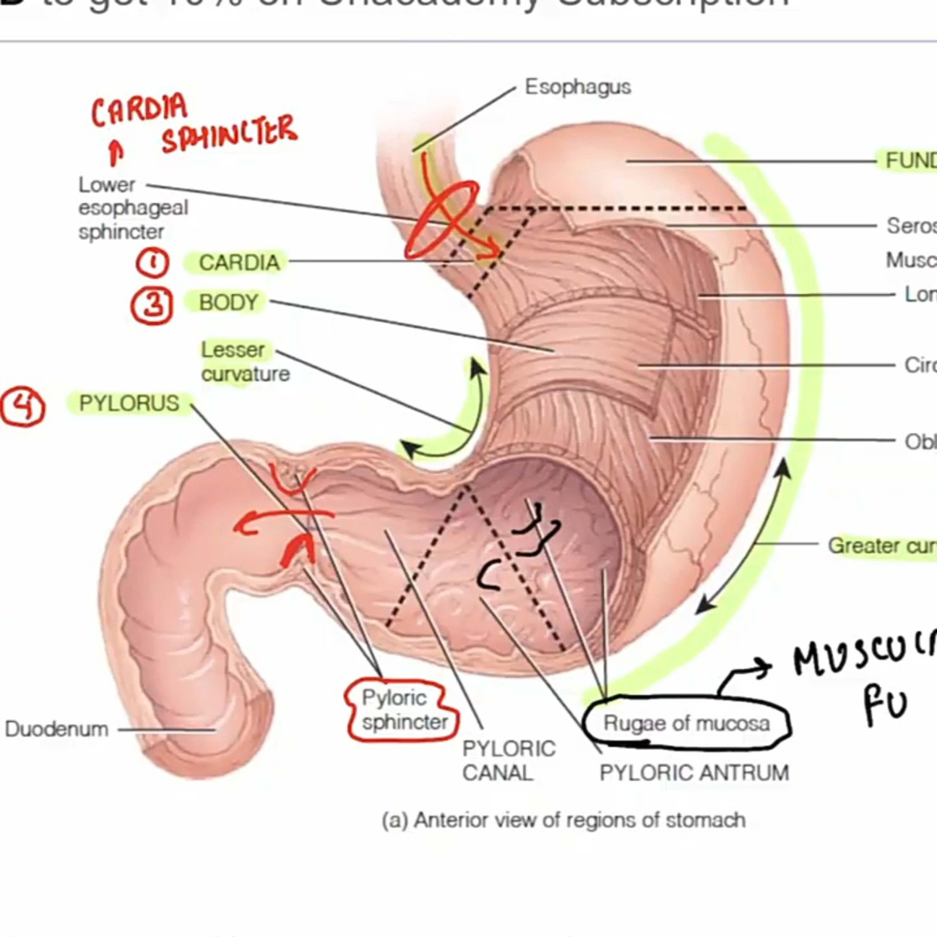 The Human Digestive System.
