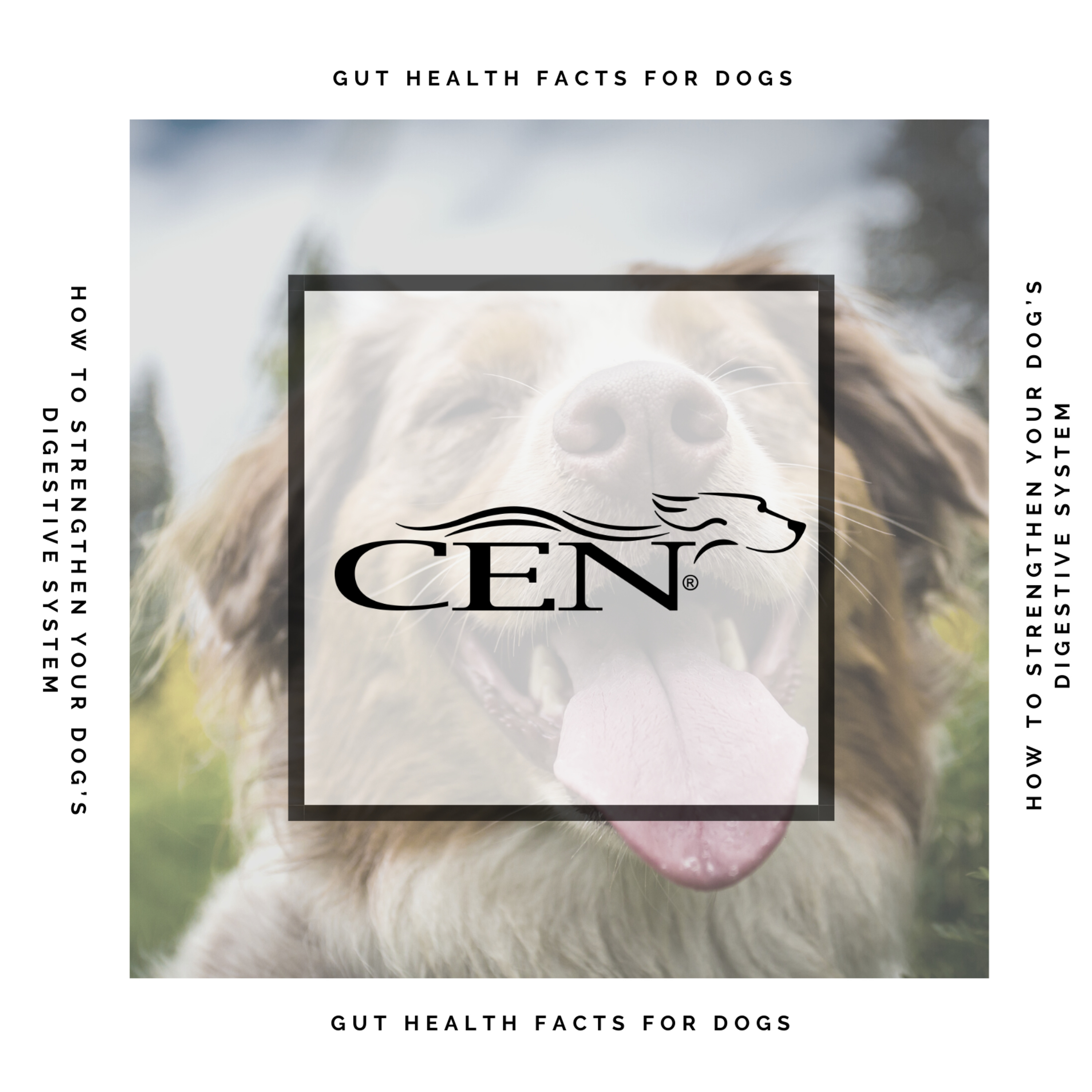 CEN Dog Nutrition